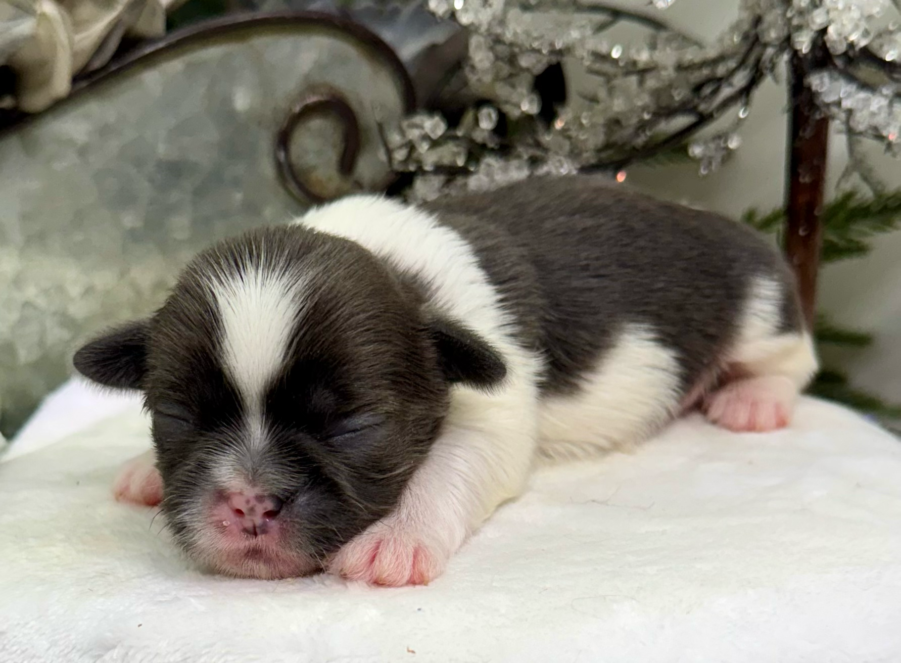 A tiny black and white kitten sleeps peacefully with its paw curled up and pink nose visible.