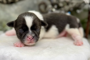 A series of tiny newborn kittens with black and white markings sleeping and resting in a row.