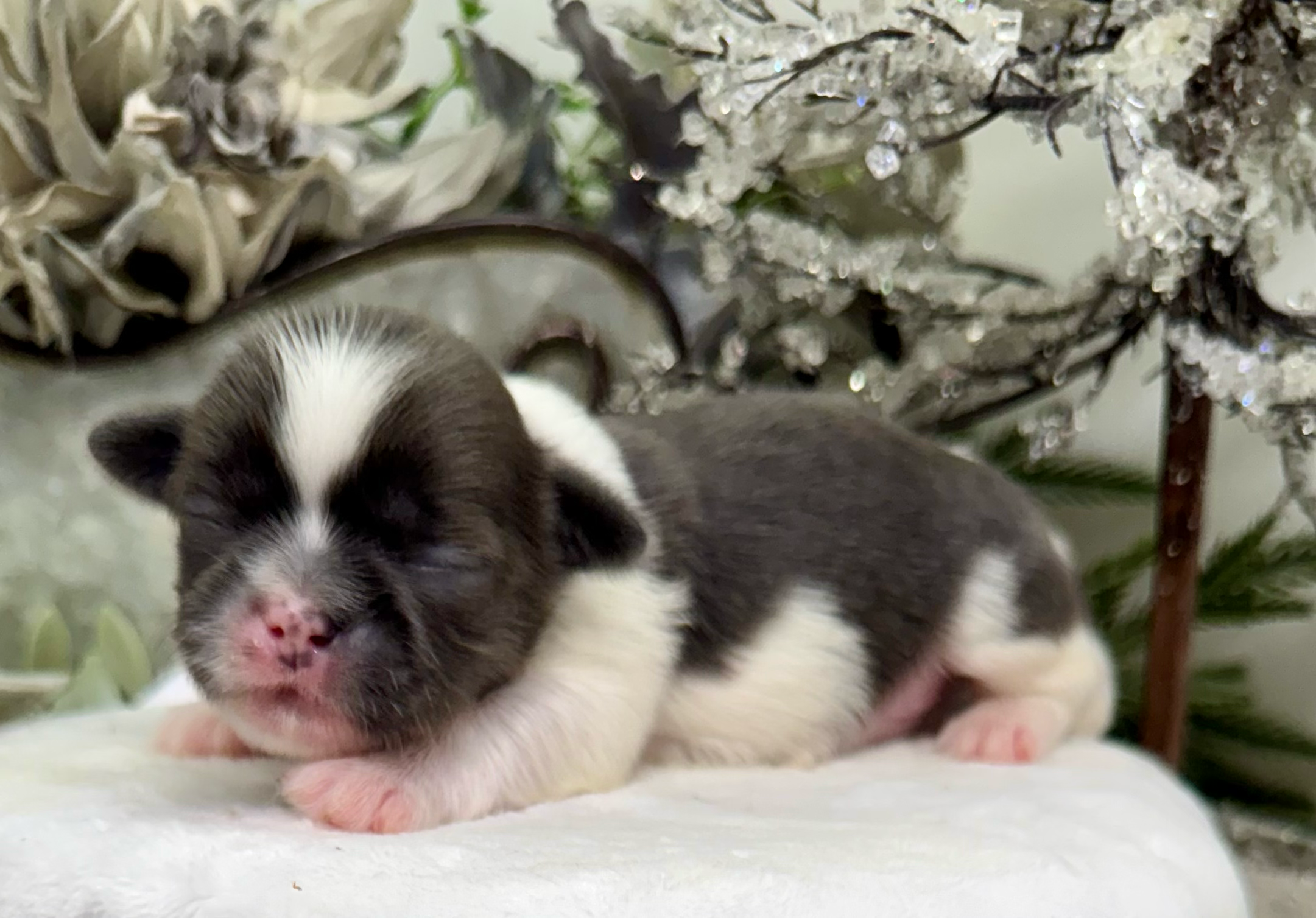 Sleeping black and white newborn kitten against white textured background with decorative elements.