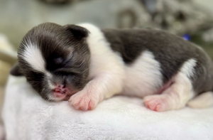Adorable sleeping kittens with black and white fur snuggled together in a cozy row.
