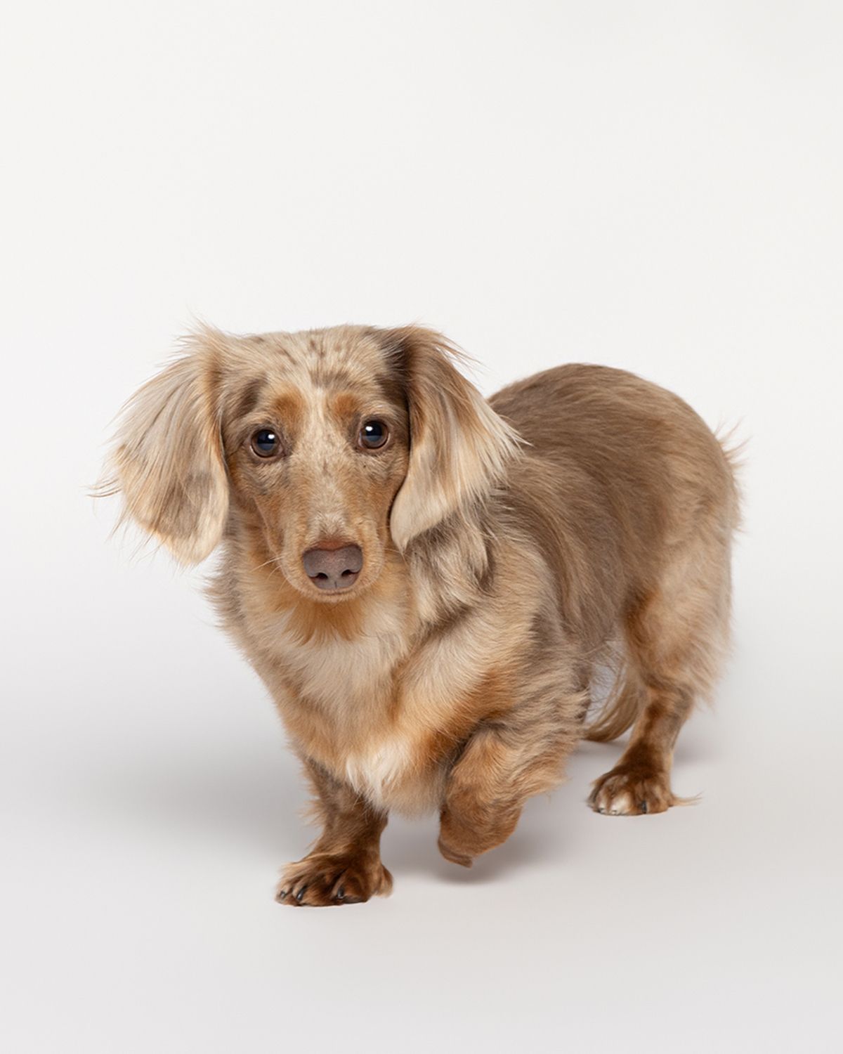 Long-haired dachshund puppy with golden brown fur shown with paw raised.
