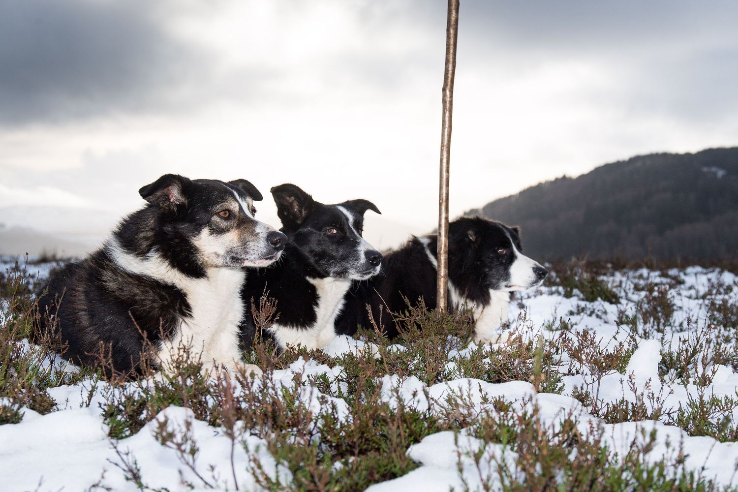 Sheep dogs on hill waiting for next command