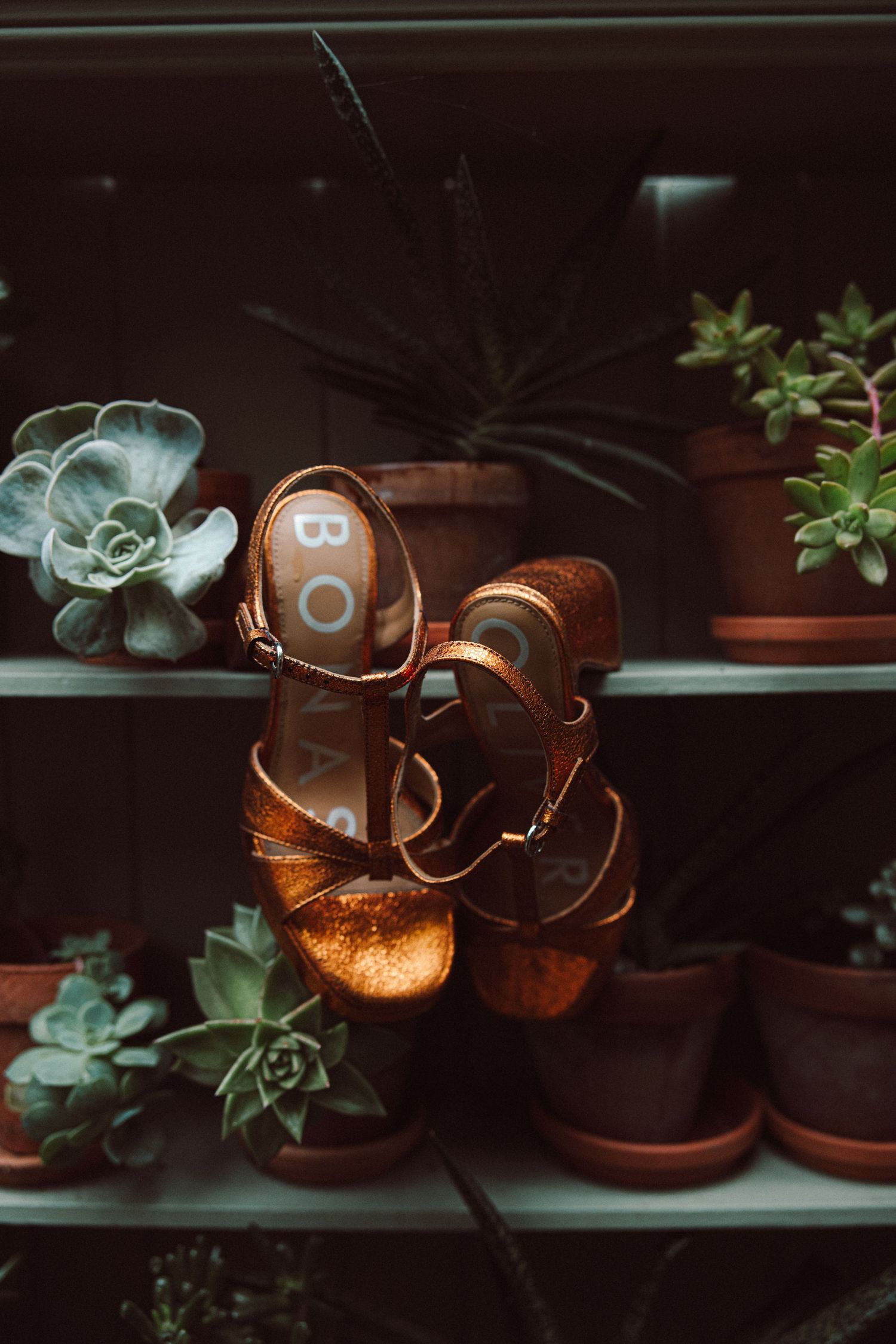 Rustic copper light fixtures with vintage-style bulbs arranged on dark wooden shelves with succulent plants in terracotta pots.