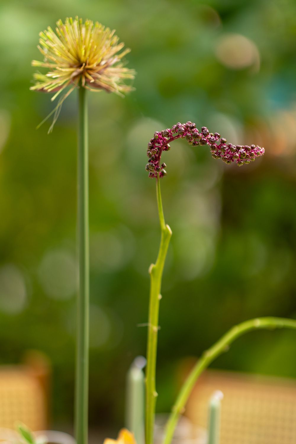 A yellow dandelion flower head shown in progressive stages of transformation into a delicate seed head against green background.