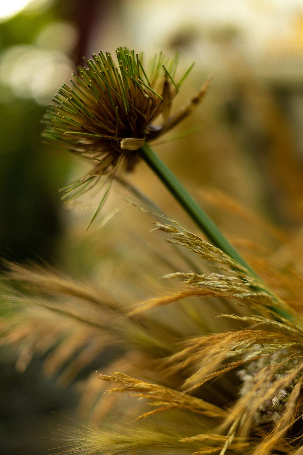 Close-up macro photography of dried wheat stalks with shallow depth of field in warm autumn colors.
