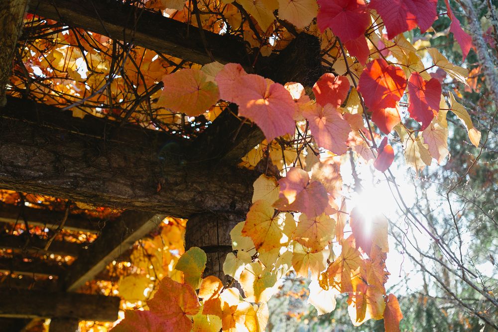 Autumn leaves in shades of red, orange, and yellow hang from a rustic wooden pergola with sunlight filtering through.