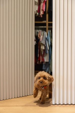 A fluffy brown toy poodle with a red collar peeking out from between sliding wardrobe doors revealing clothes inside.