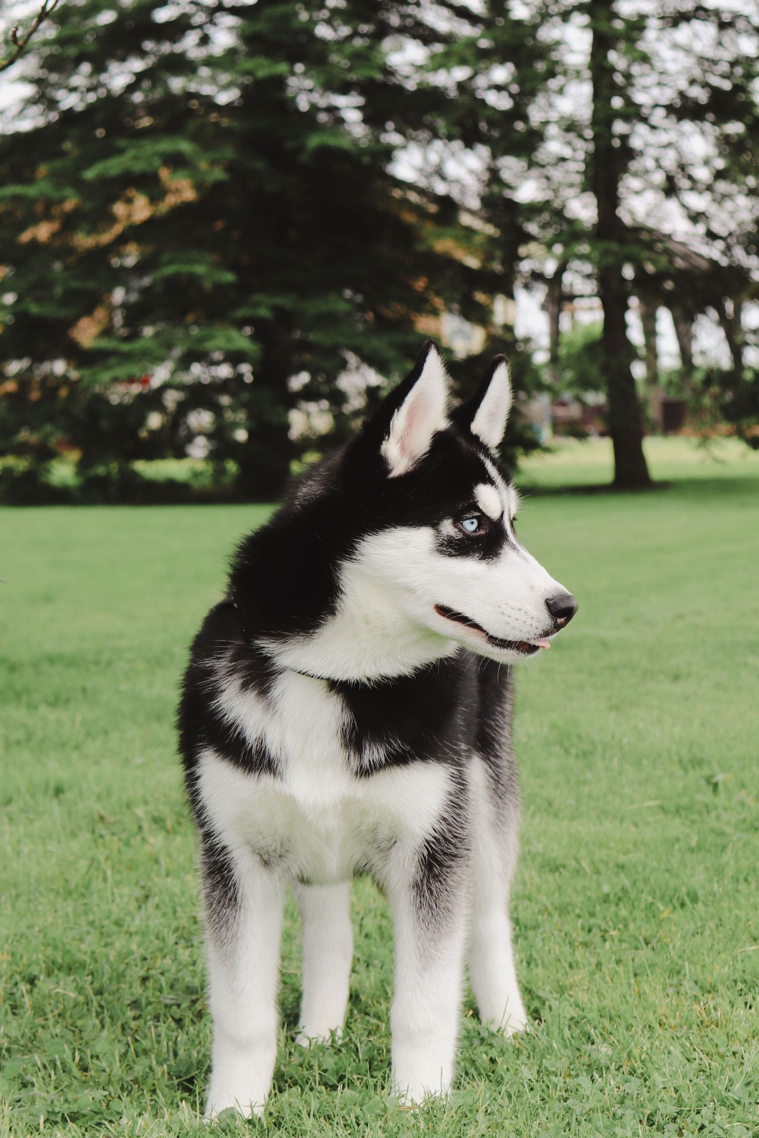 A black and white Husky dog stands alert in a grassy field with green trees in the background.