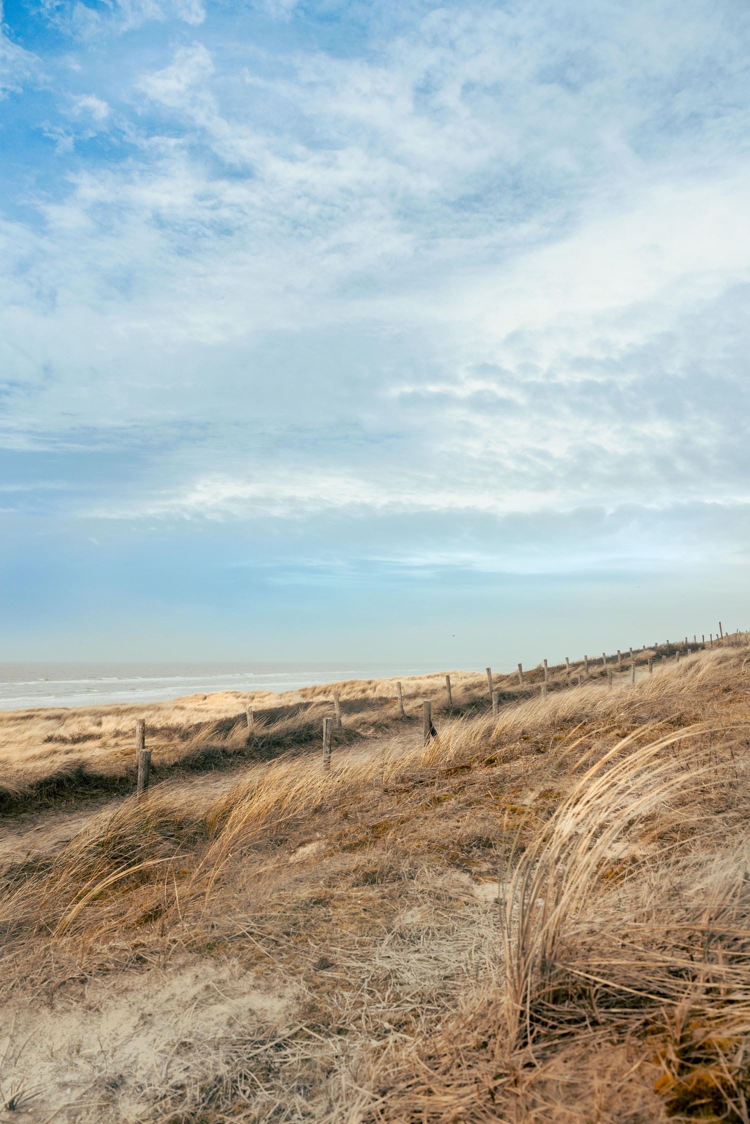 De nederlandse zeeduinen, met een wandelpad over de duintop.
