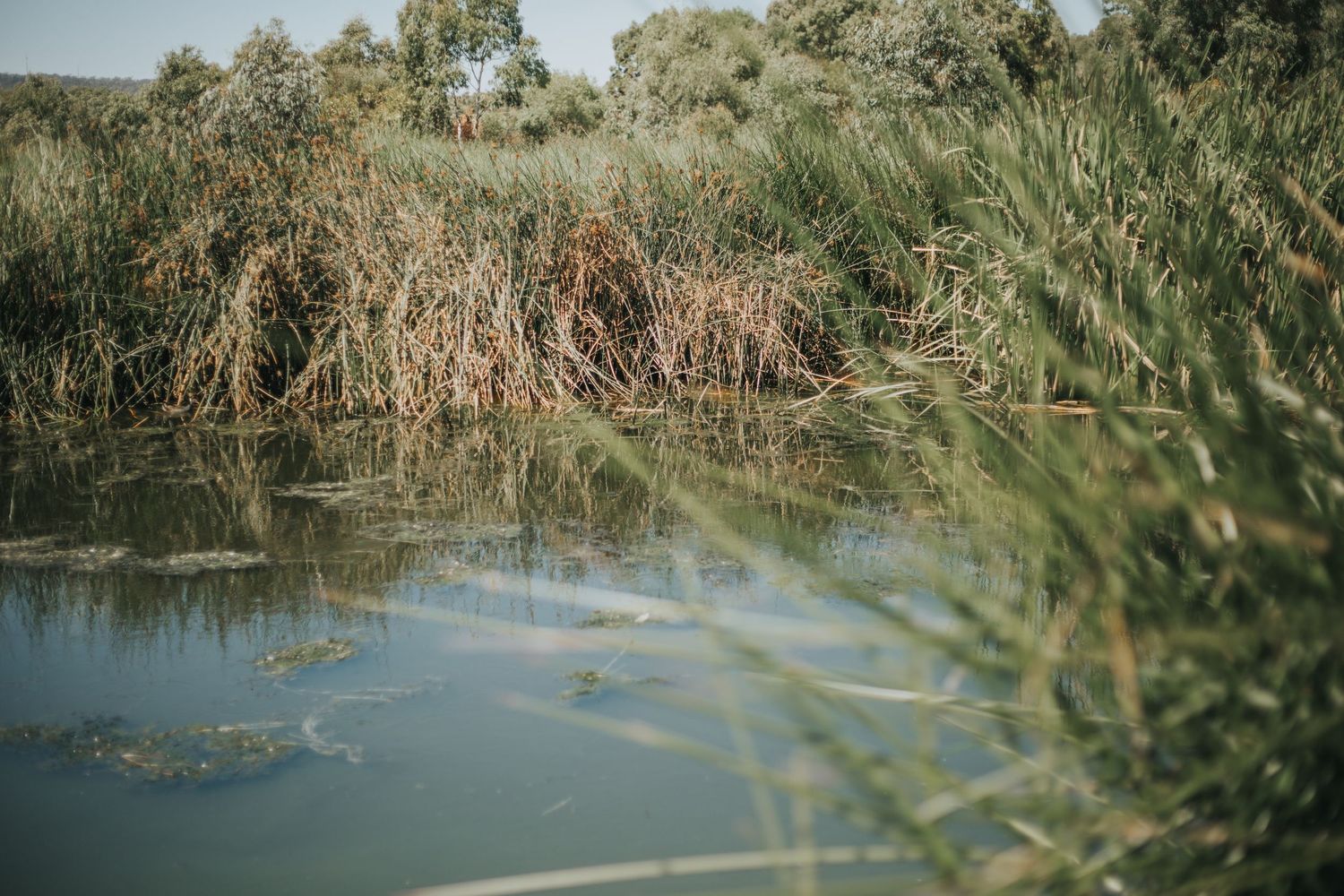 Serene wetland scene with tall reeds and calm water reflecting surrounding lush green vegetation.