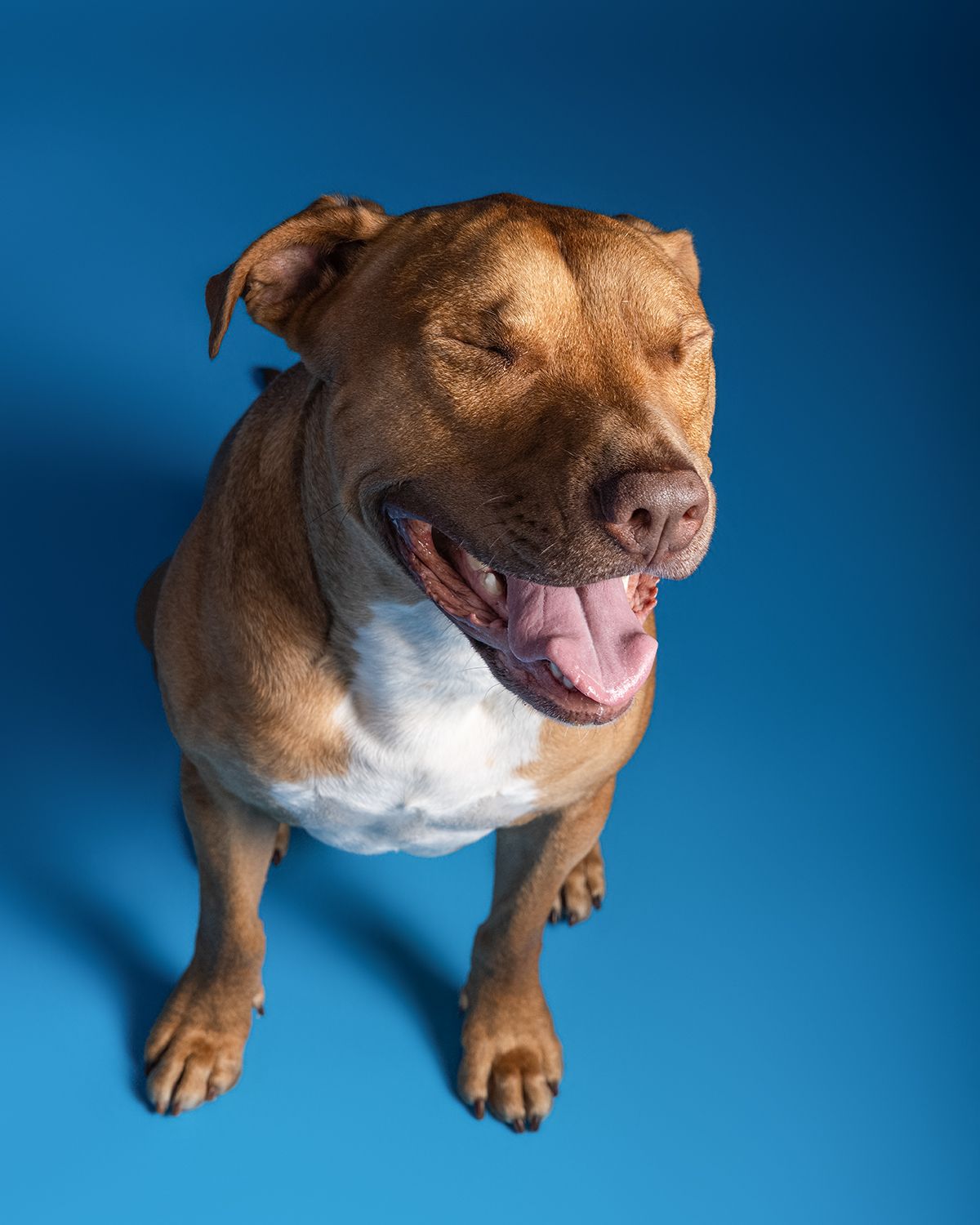 Happy brown and white pit bull dog smiling with mouth open against bright blue studio background.