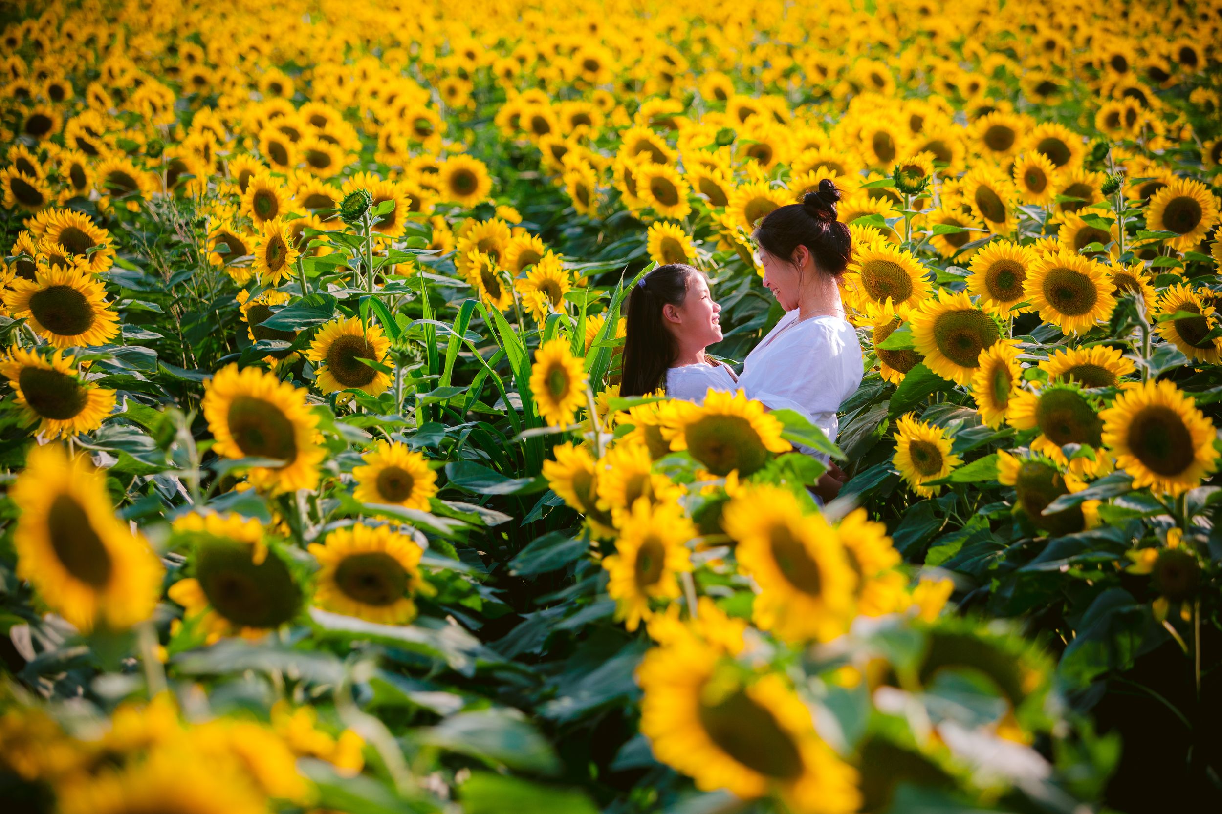 Vibrant yellow sunflower field in full bloom with someone sitting among the towering flowers on a sunny day.