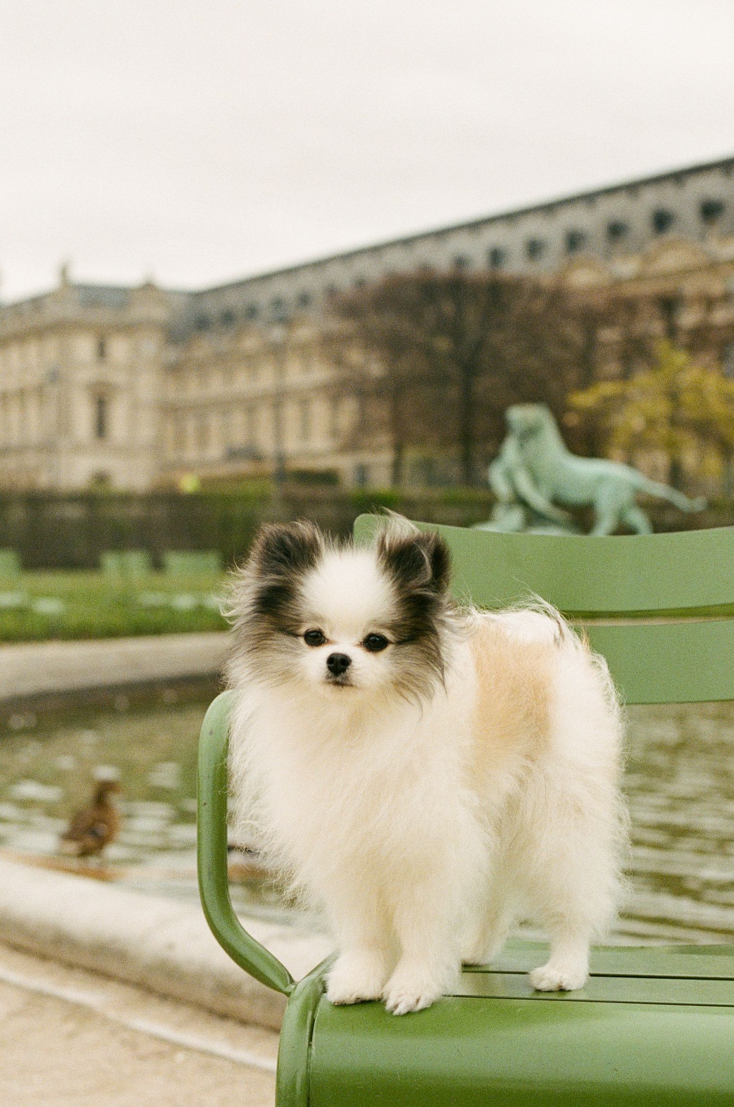 An adorable white Pomeranian dog stands on a green park bench near a palace with a lake and bronze statue in the background.