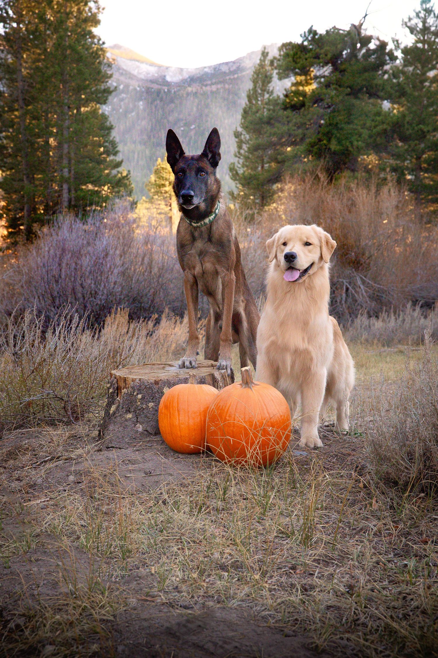 Woman sitting with a dog and pumpkin in a golden field with mountain backdrop on a sunny day.