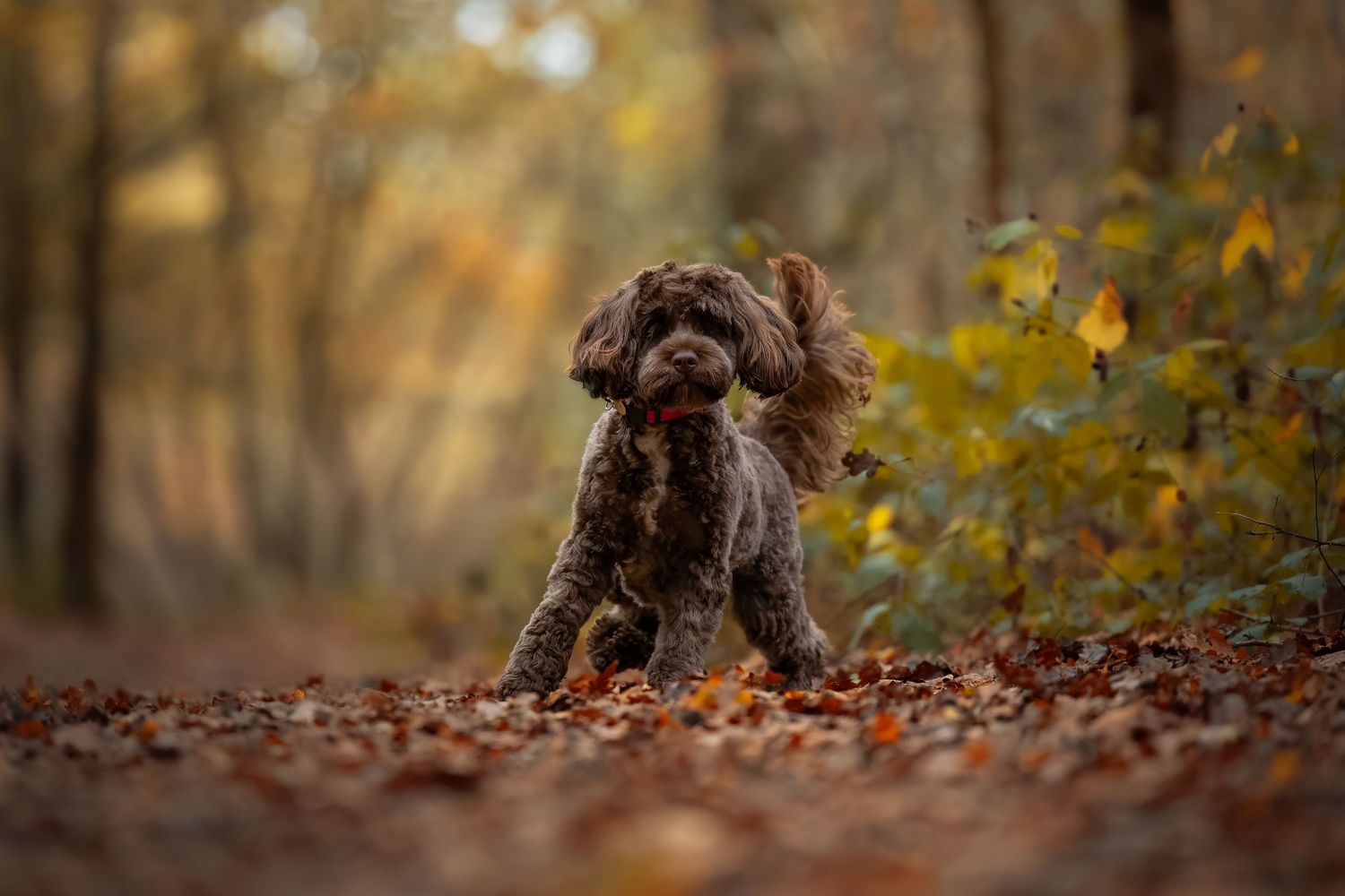 dog photography