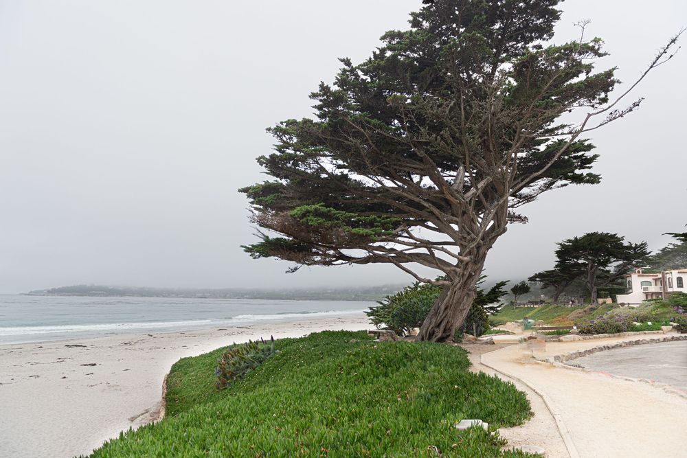 Wind-swept cypress tree on a foggy Carmel beach coastline with green ice plant and ocean views.