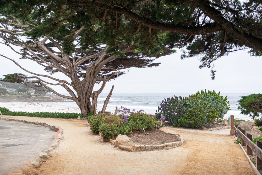 Coastal park with large cypress tree, ocean view, manicured shrubs, and sandy pathway on a foggy day.
