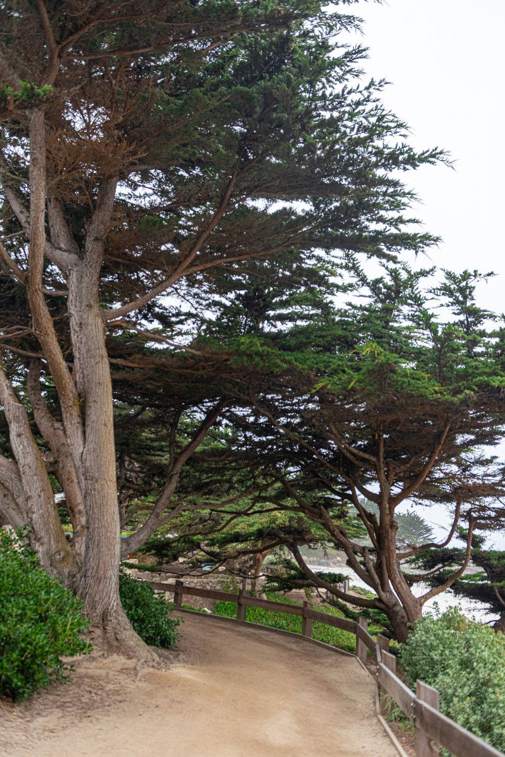 A winding dirt path lined with tall cypress trees and wooden fence overlooking the California coast on a foggy day.