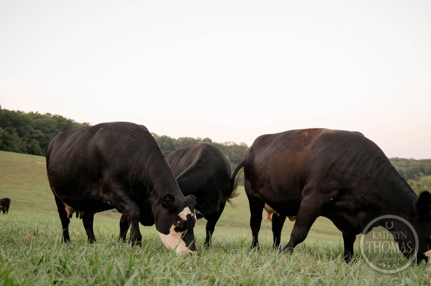 Three black Angus cattle grazing on a lush green pasture at dusk.