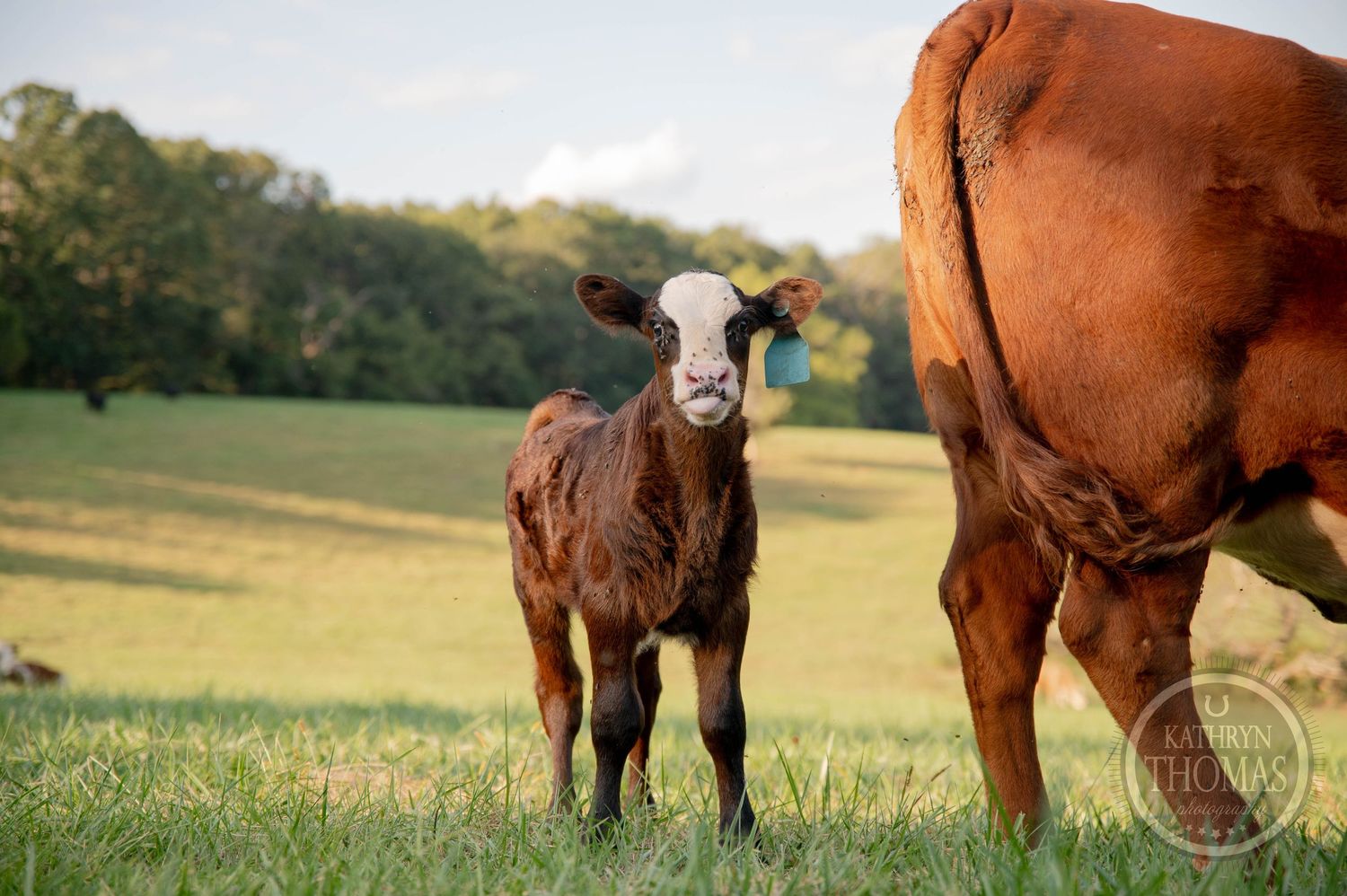 A newborn black calf nursing under its brown mother cow in a green grassy pasture field.