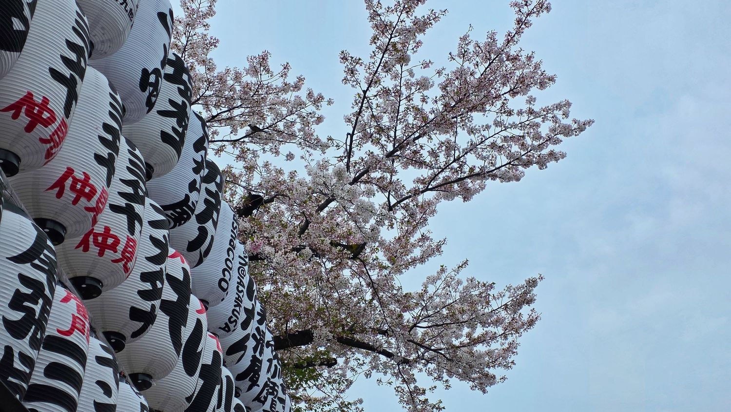 Traditional Japanese paper lanterns with kanji writing hang beside blooming cherry blossom tree against blue sky.