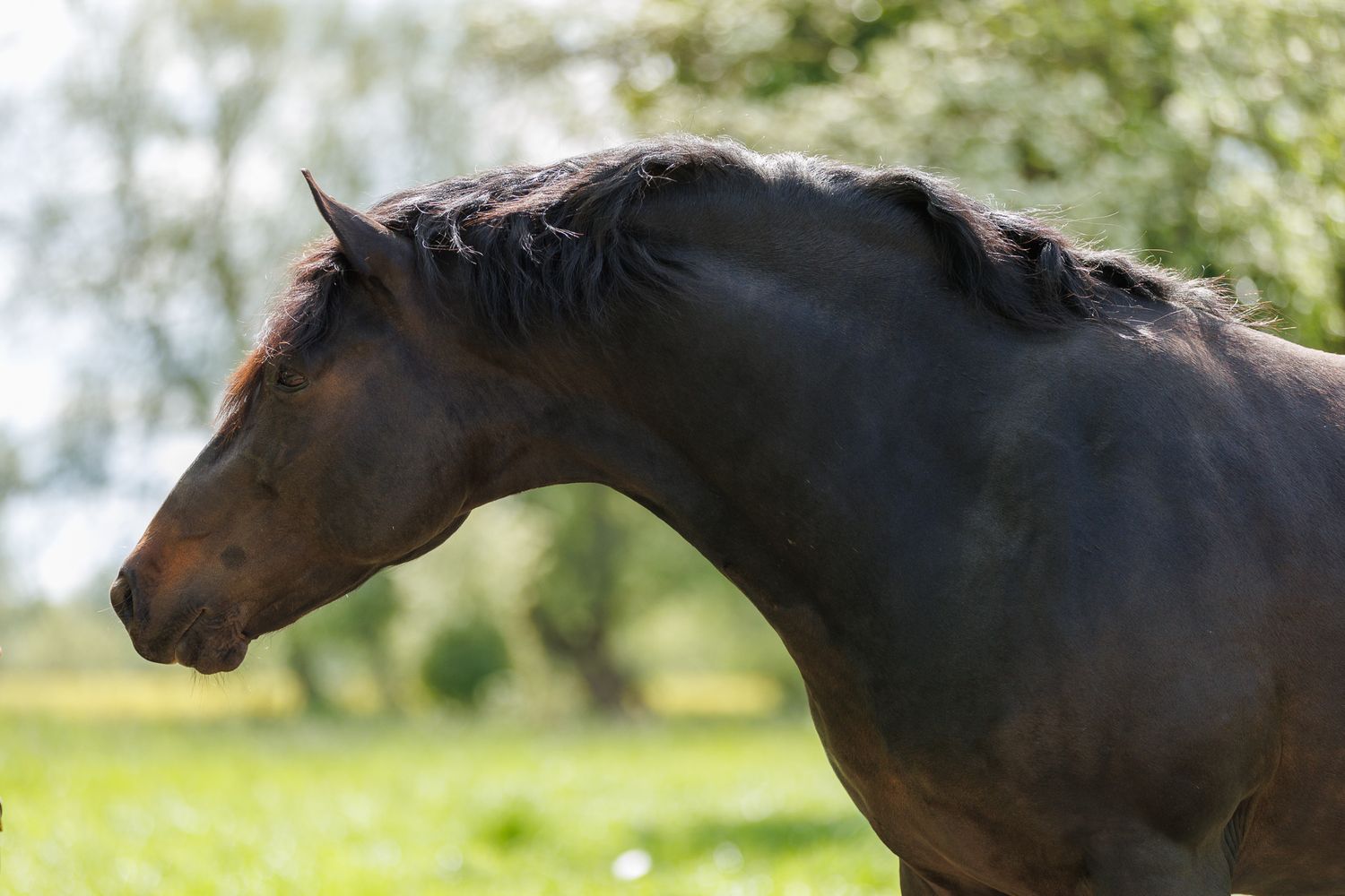 A horse and its rider enjoy an outdoor photoshoot session near rustic wooden fencing on a sunny day.