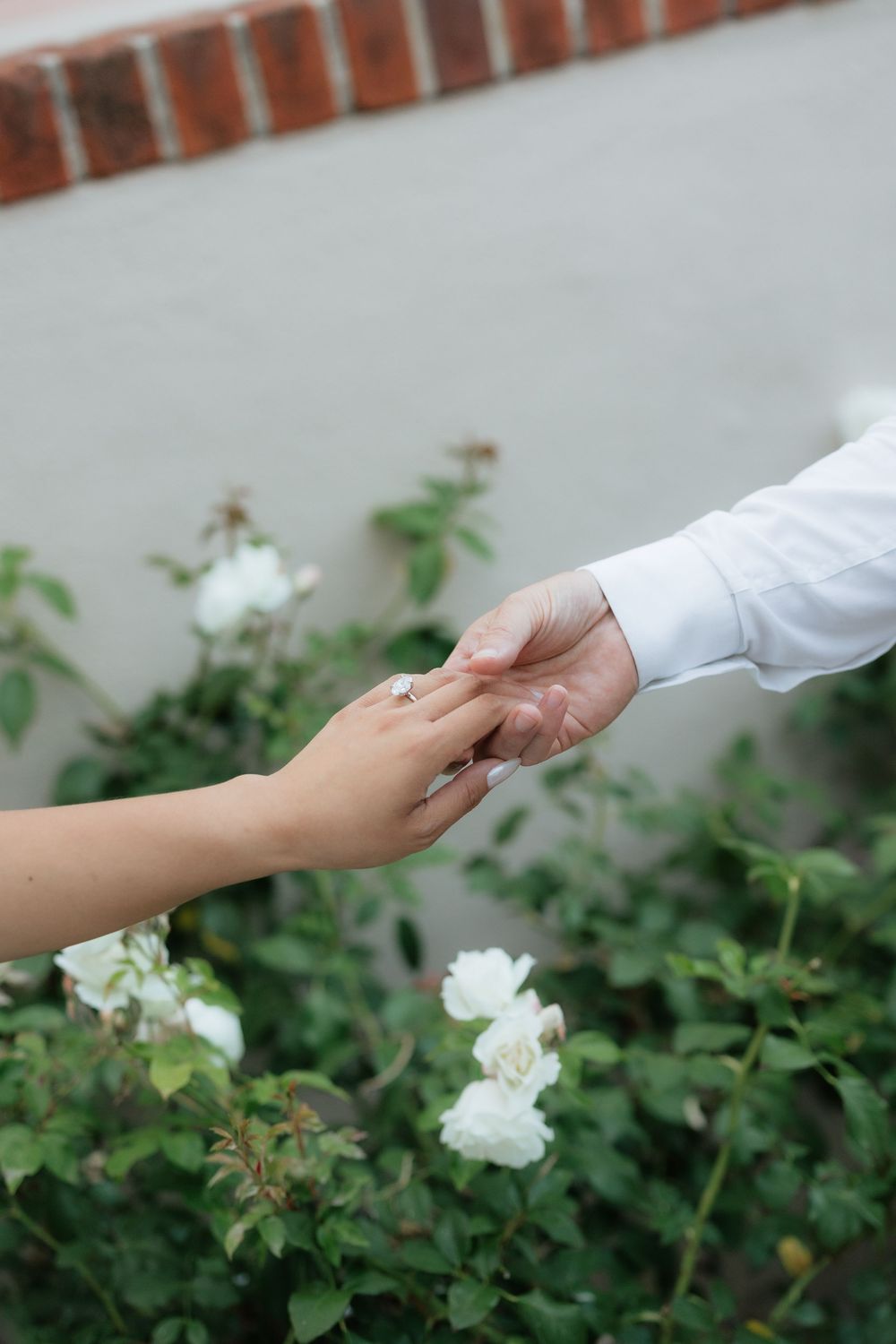 Close-up of couple holding hands showing engagement ring near white roses in a garden.