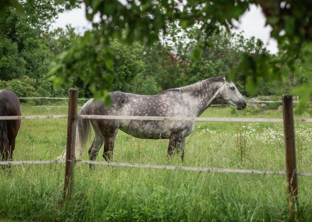 A dapple grey horse stands in a lush green pasture behind a wooden fence, surrounded by trees.