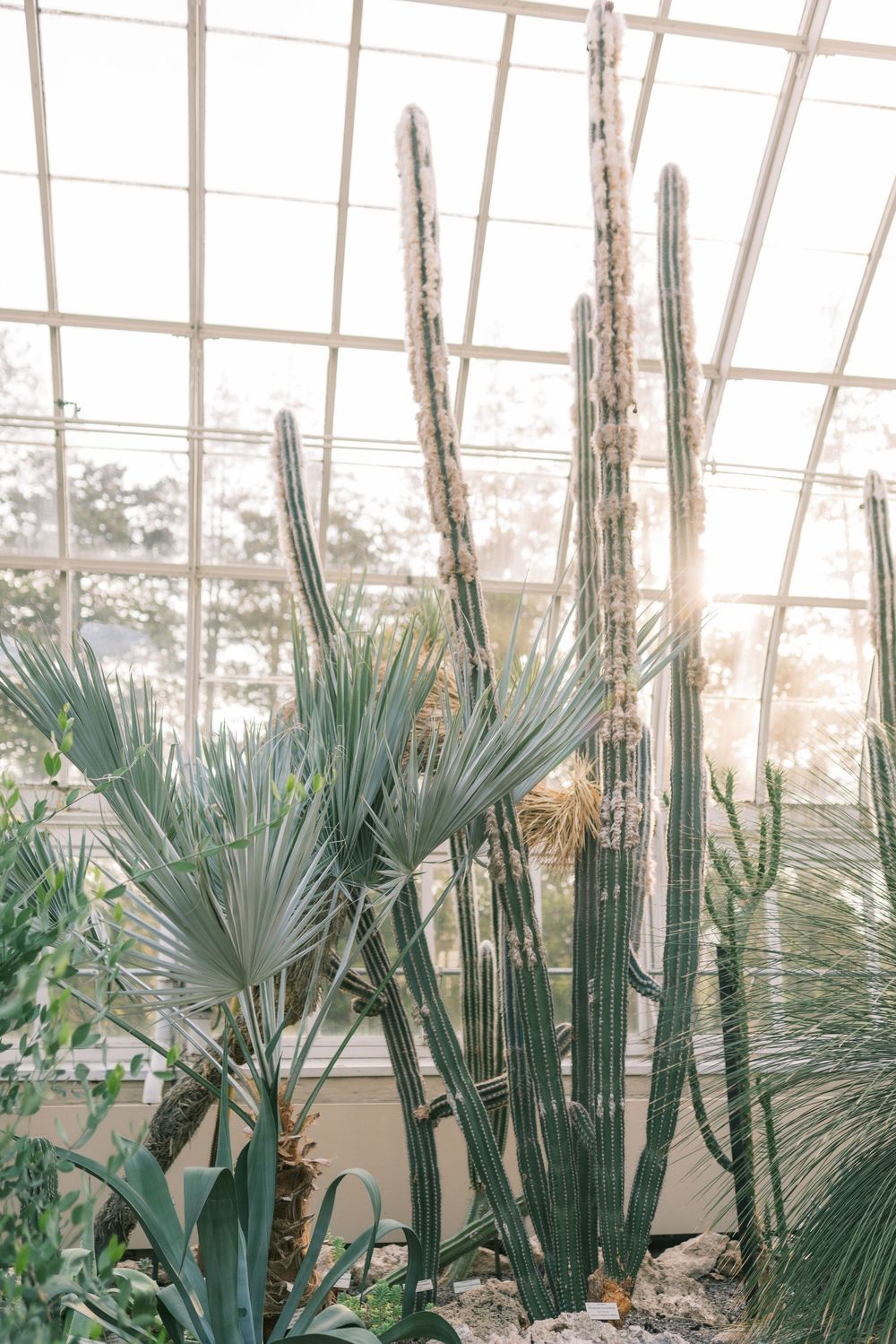 Tall cacti and palm plants thrive inside a sunlit greenhouse with large glass windows and warm natural light.
