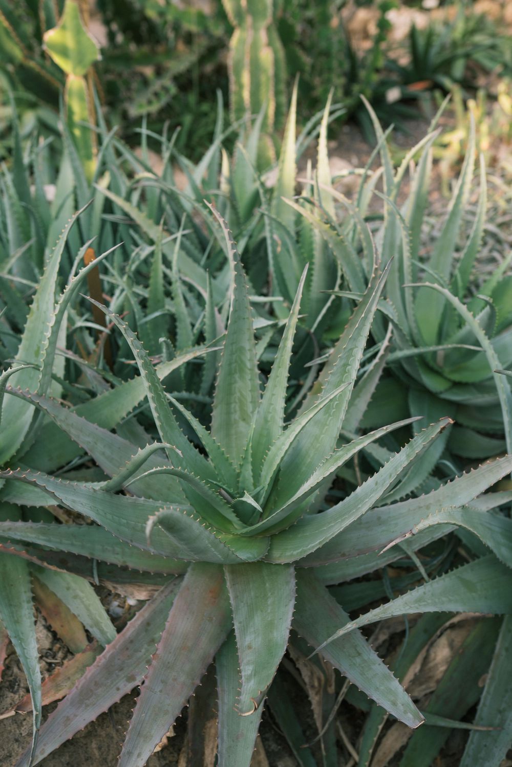 Close-up of green aloe vera plants growing in a garden bed, showing thick spiky leaves with serrated edges.