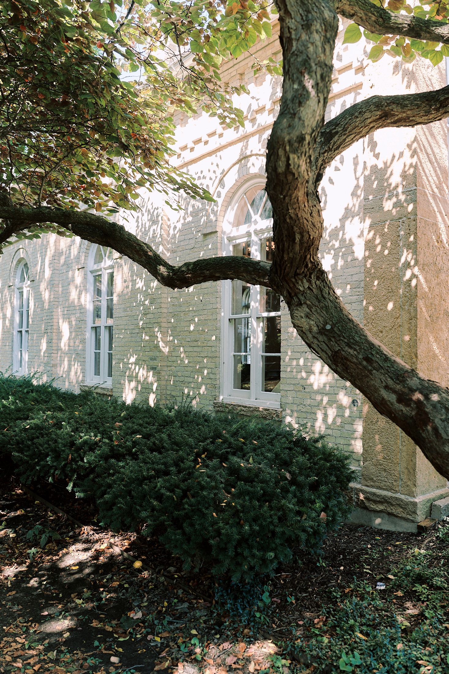 Dappled sunlight filters through tree branches onto a stone building with tall windows and green shrubs.