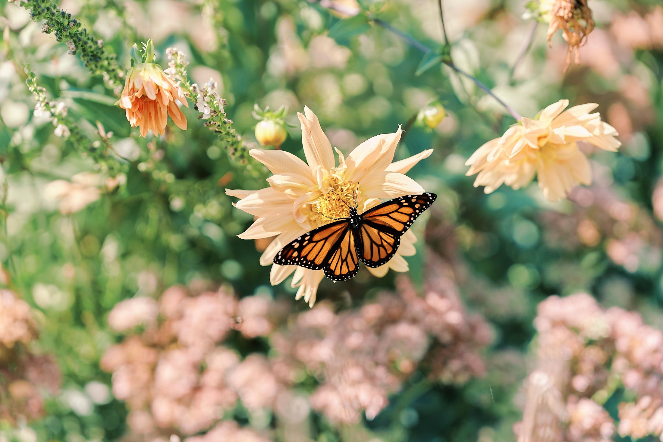 A monarch butterfly perches on a pale peach dahlia flower with soft pink blossoms in the background.