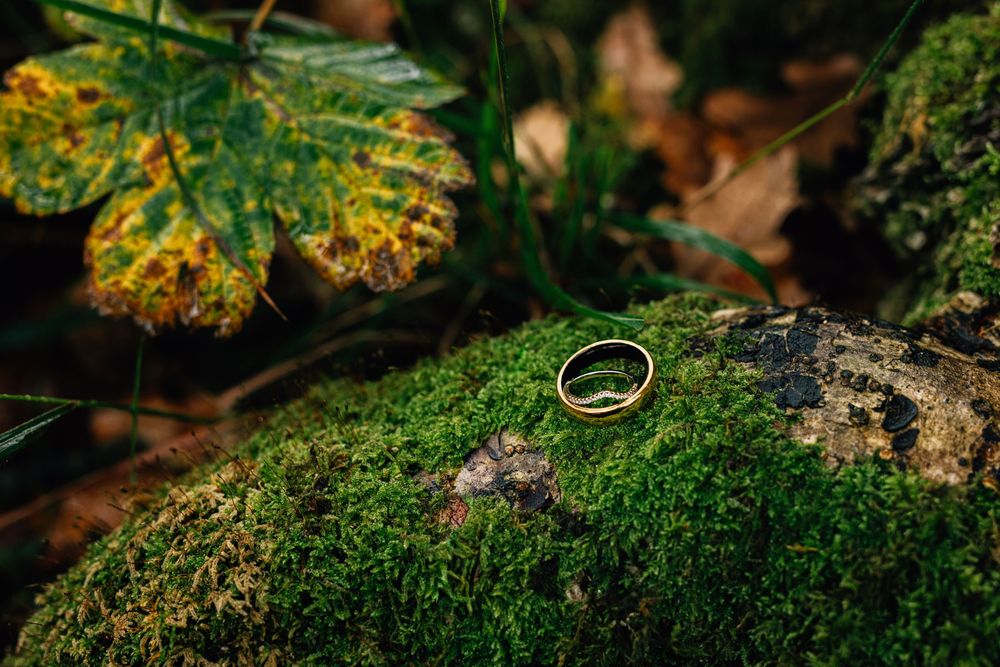 Close-up view of vibrant green moss growing on forest floor with autumn leaves scattered around.