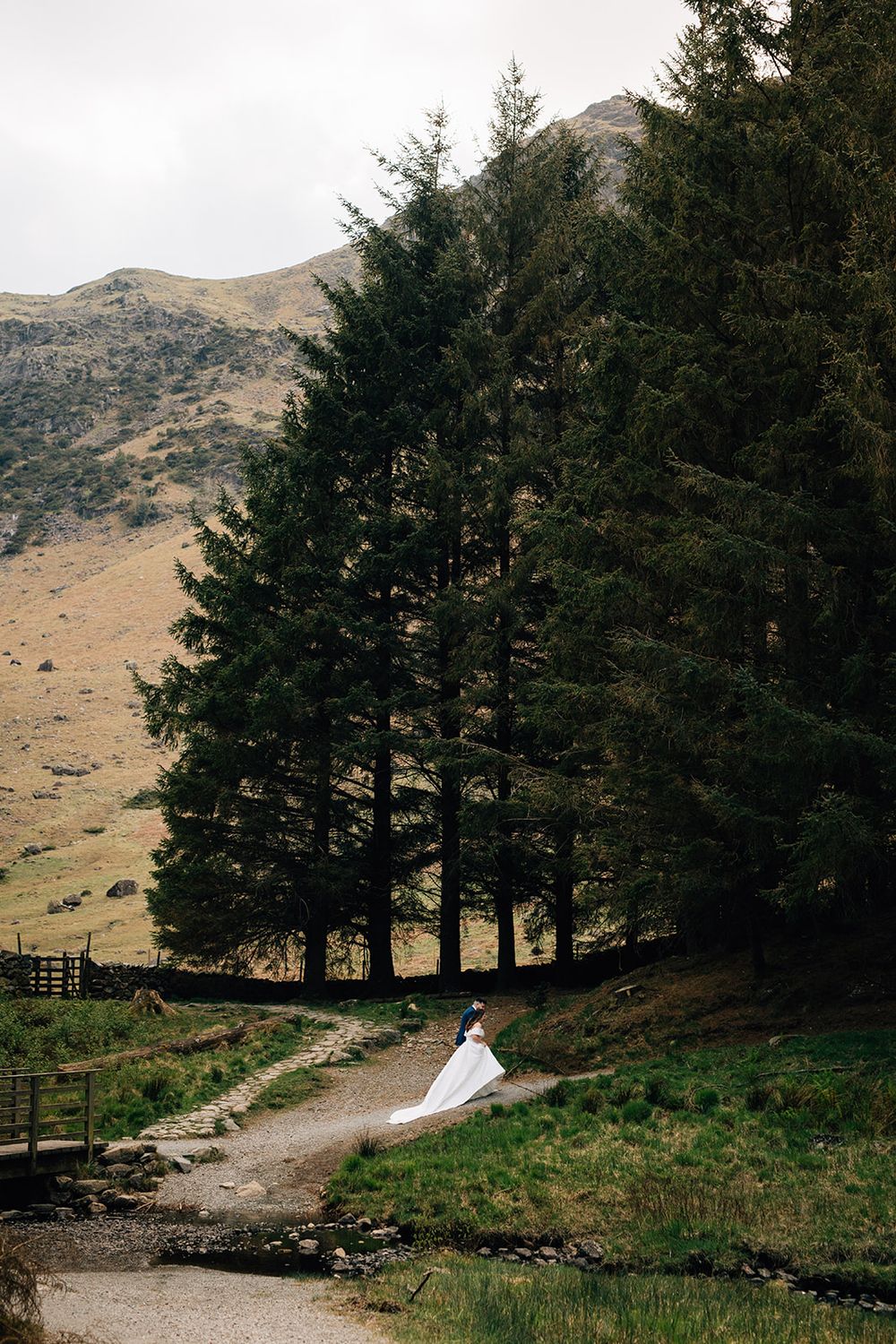A row of majestic pine trees stands on a rugged mountain path against a backdrop of rolling hills and scenic countryside.