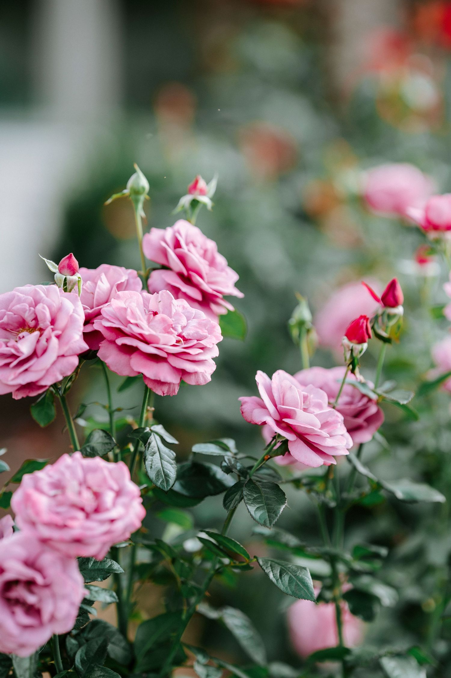 Pink garden roses in full bloom create a beautiful floral border against a soft blurred background.