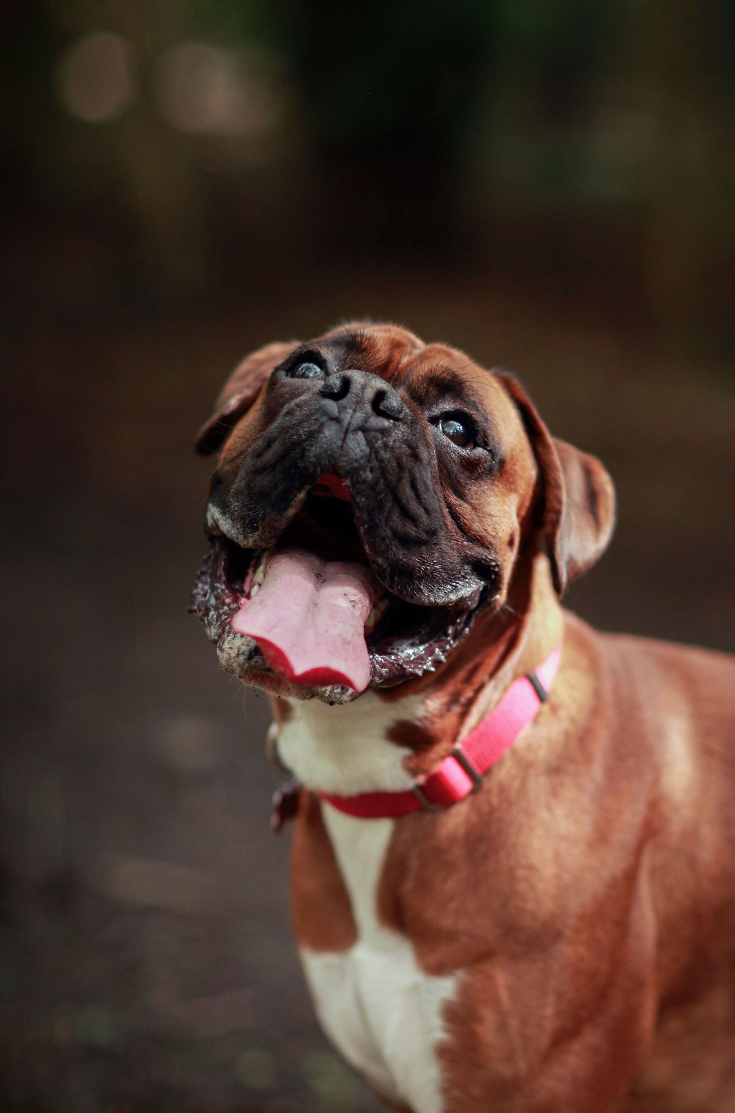 Barnsley, dog photography, dog photos, dog photographer