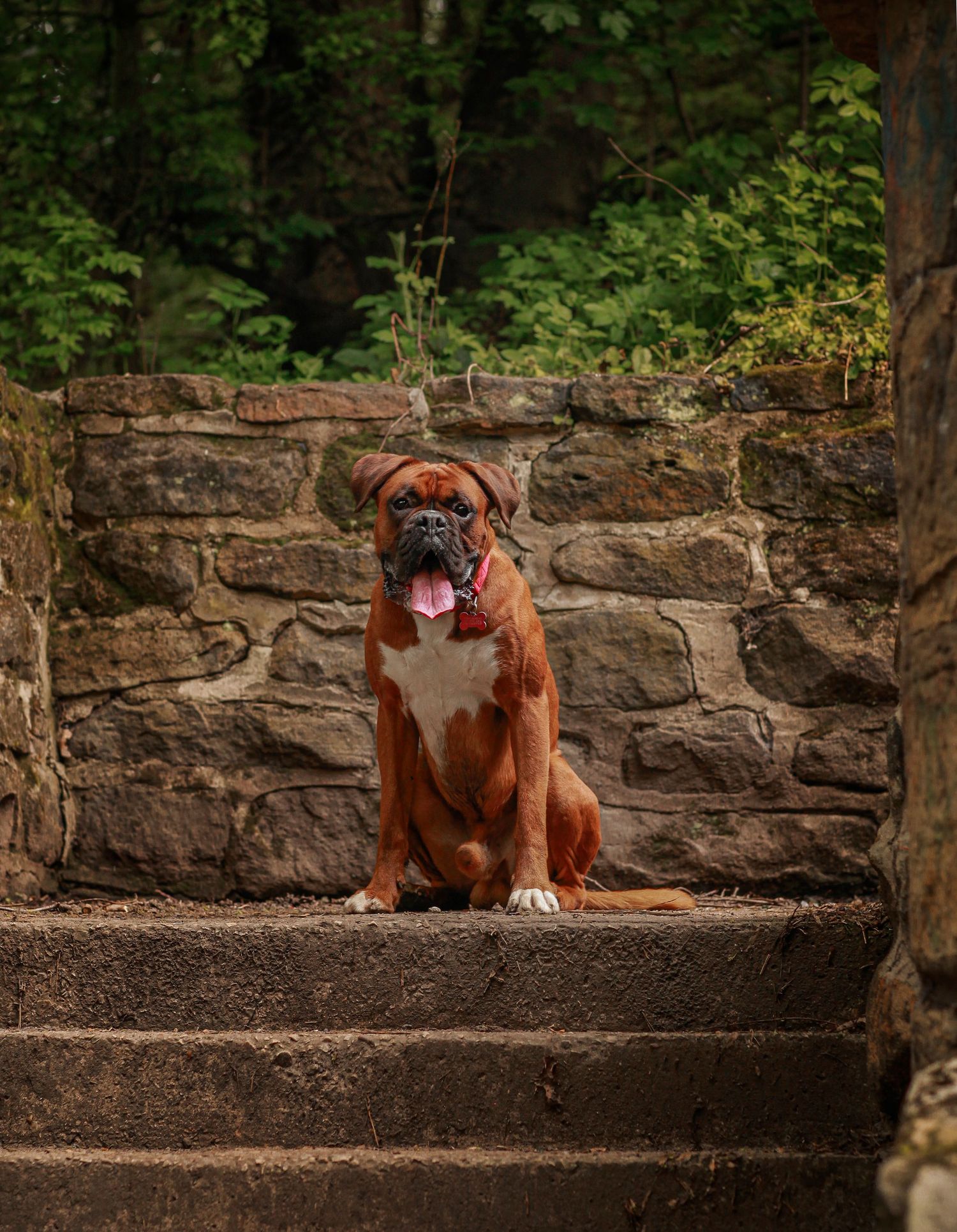 Barnsley, dog photography, dog photos, dog photographer