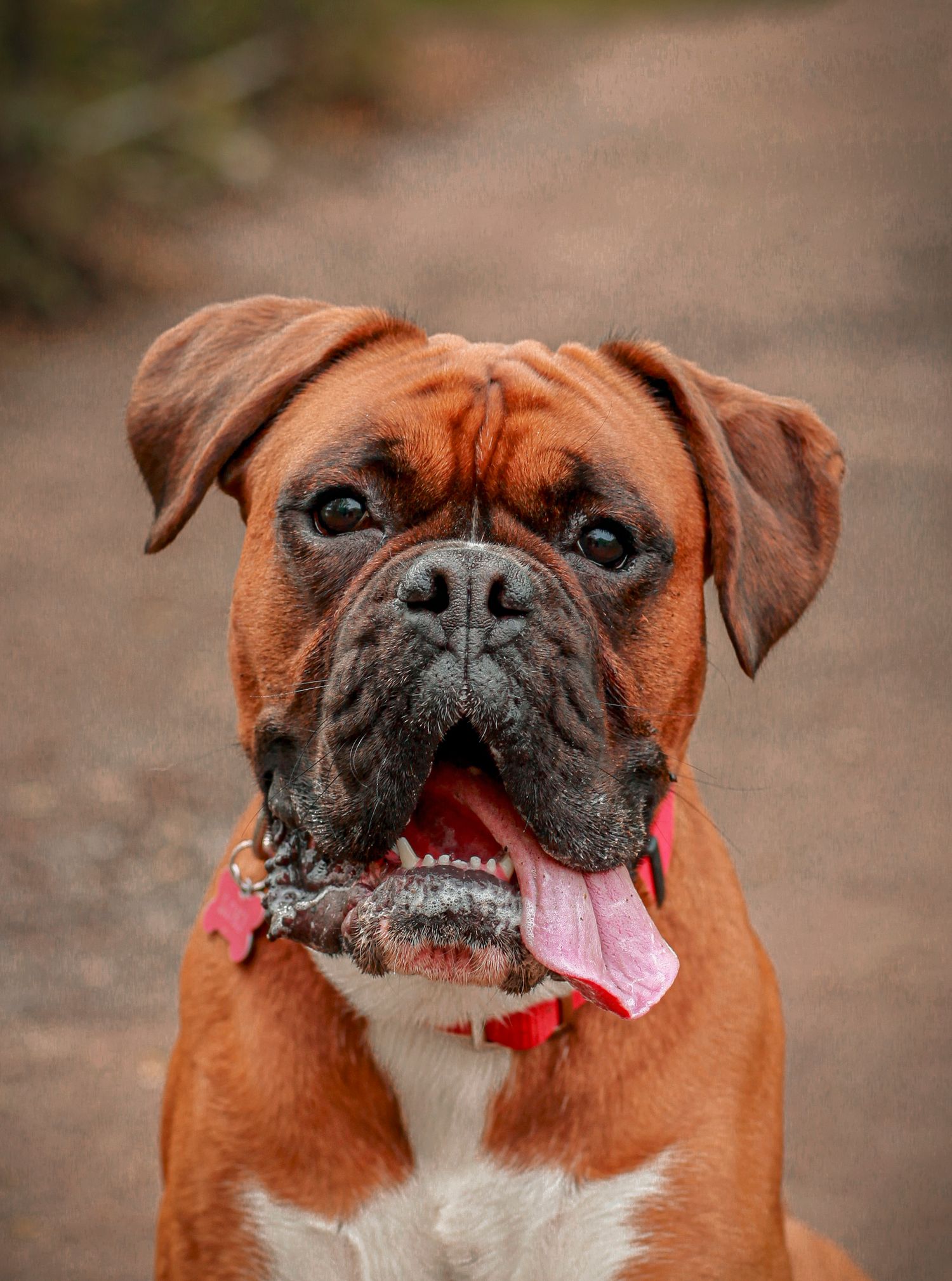 Barnsley, dog photography, dog photos, dog photographer