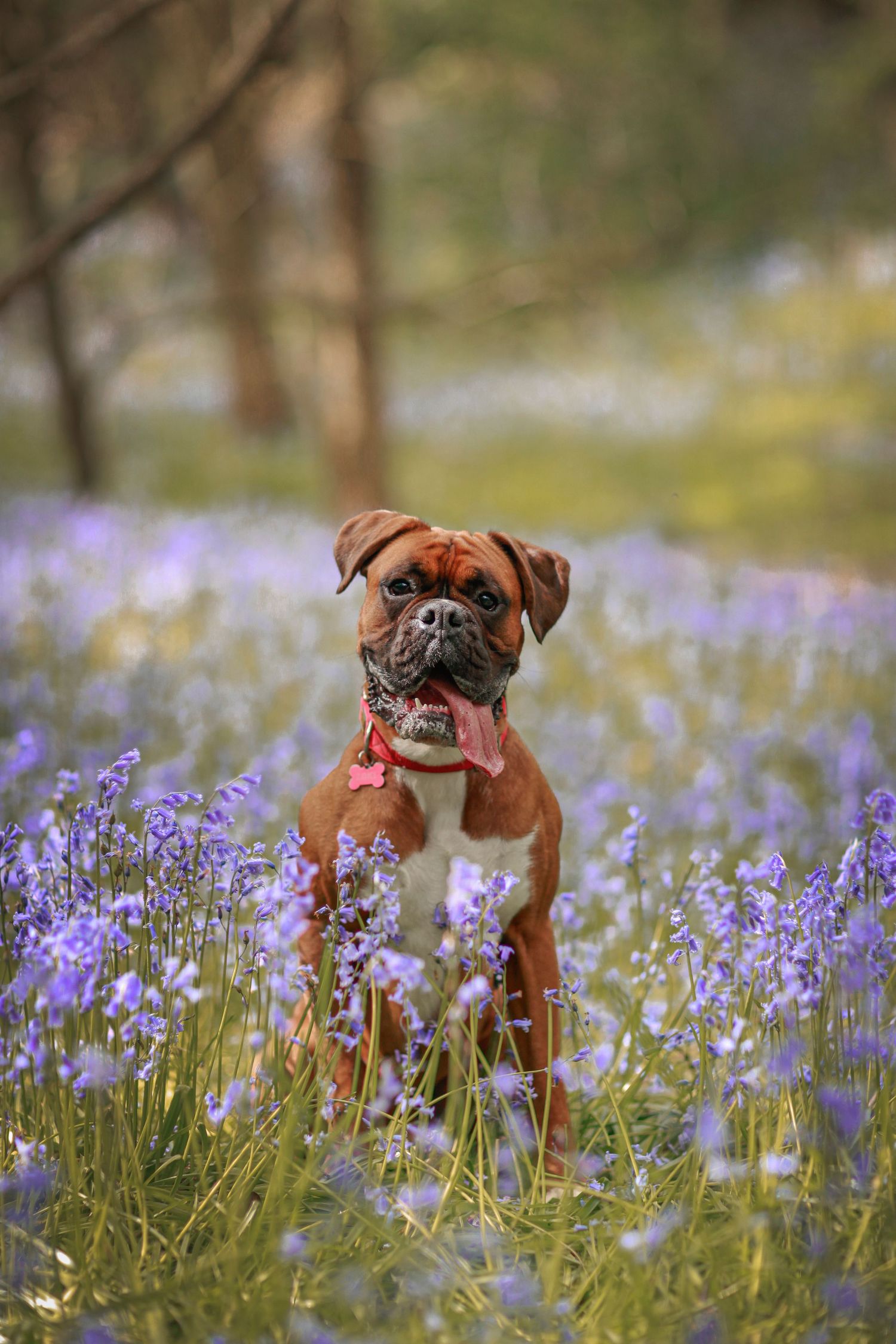 Barnsley, dog photography, dog photos, dog photographer
