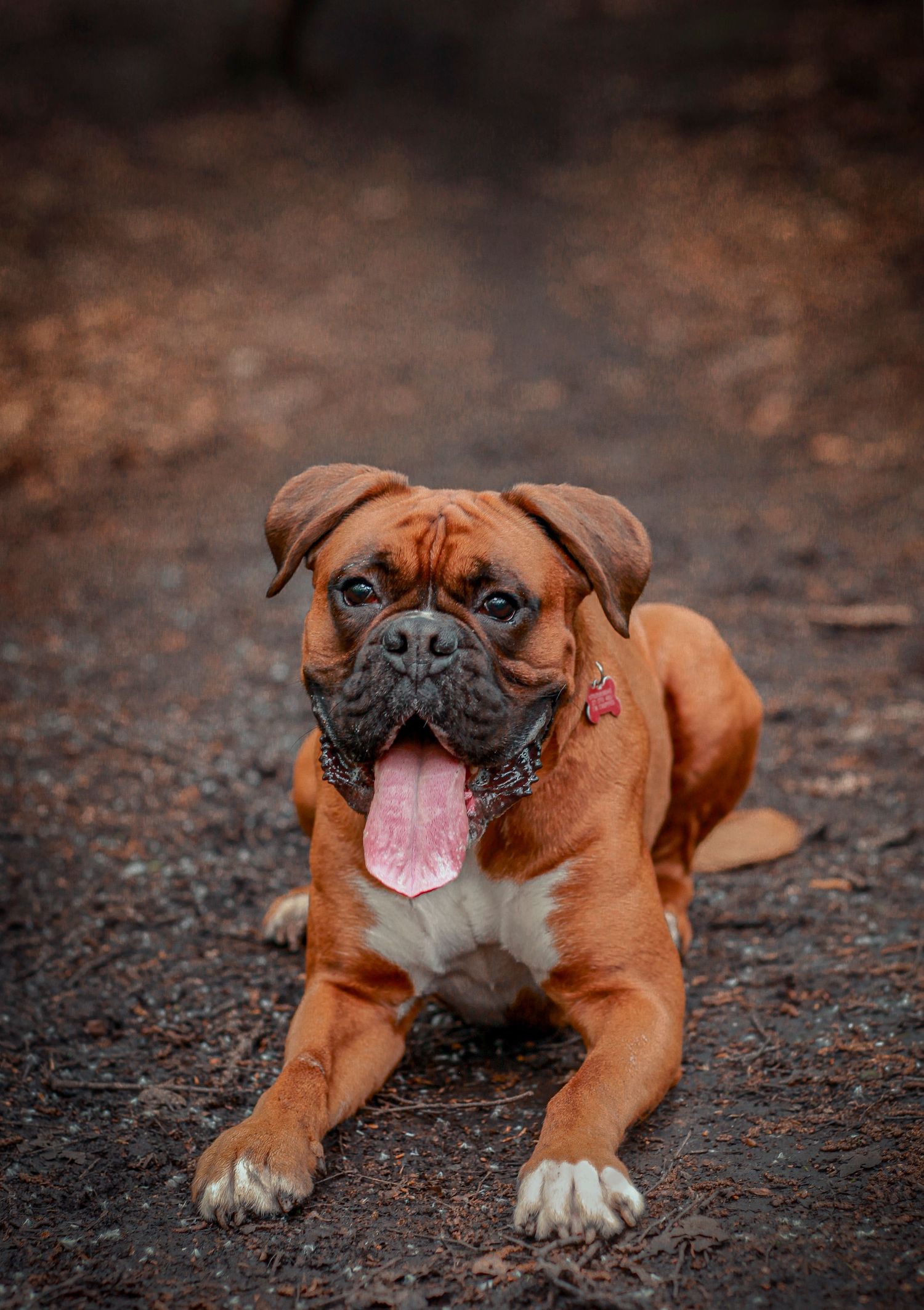 Barnsley, dog photography, dog photos, dog photographer