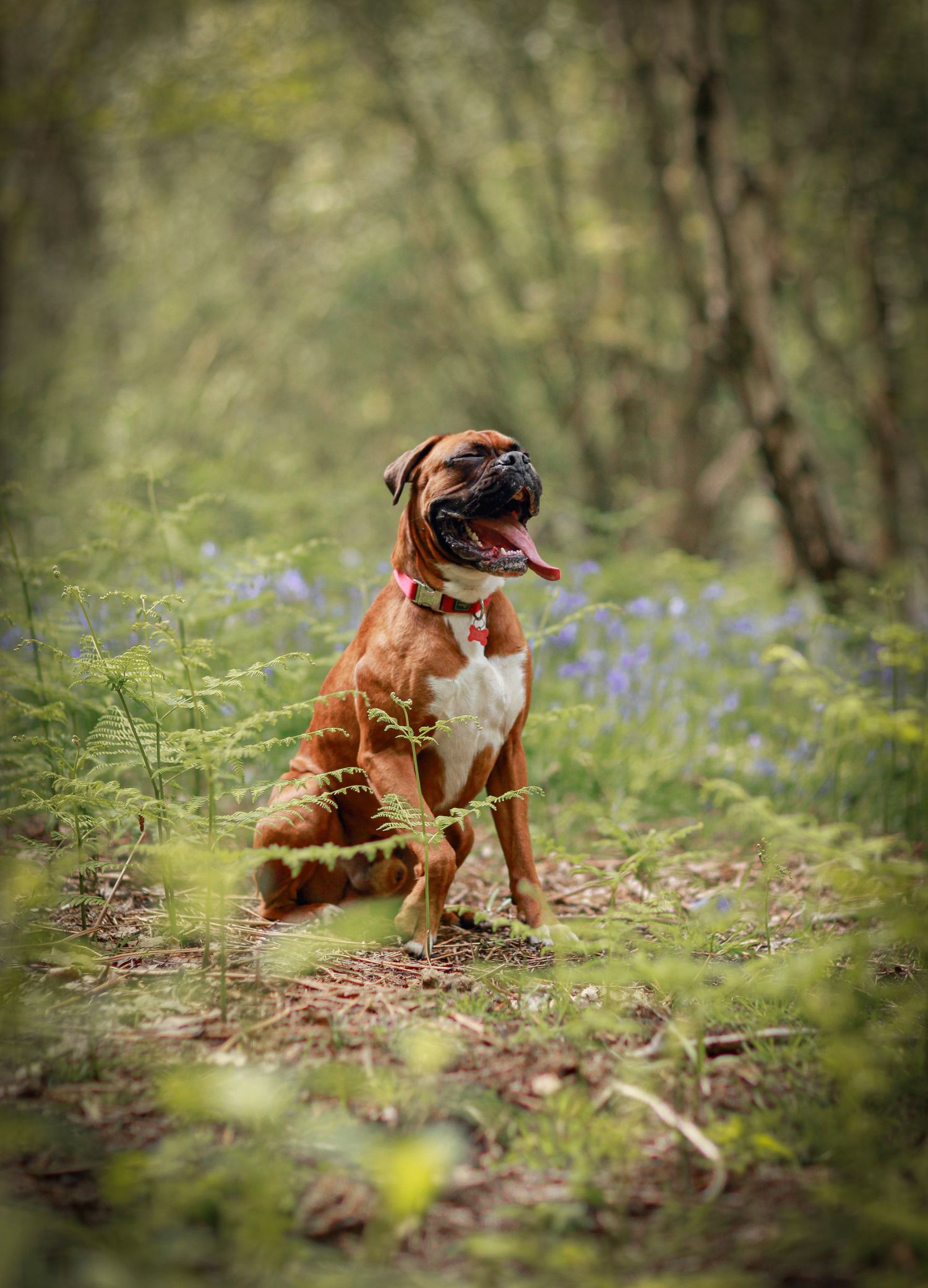 Barnsley, dog photography, dog photos, dog photographer