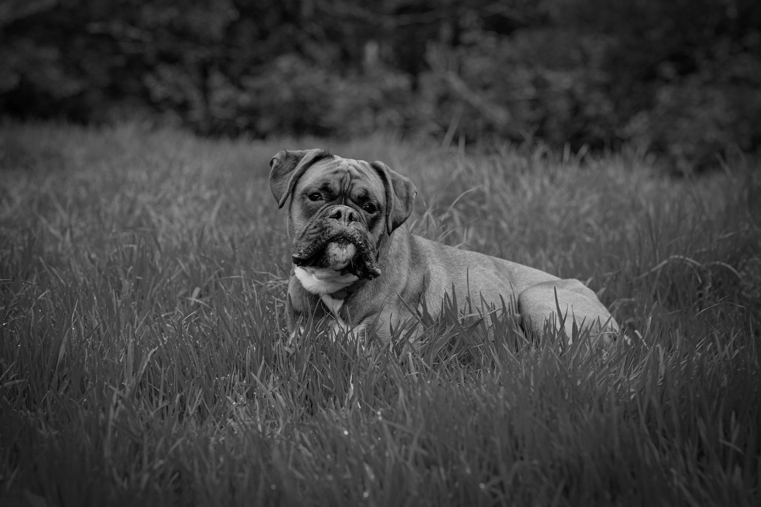 Barnsley, dog photography, dog photos, dog photographer