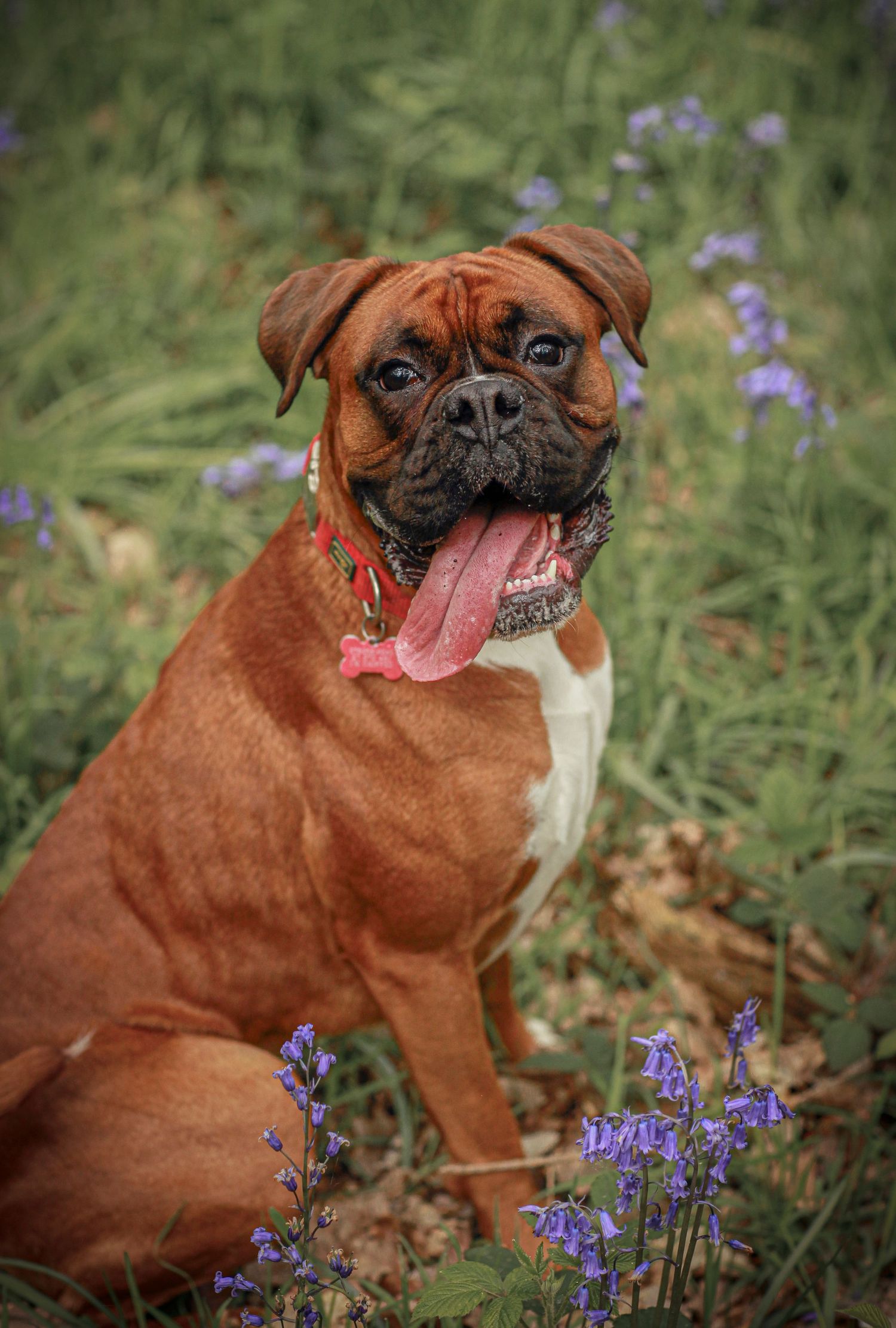 Barnsley, dog photography, dog photos, dog photographer