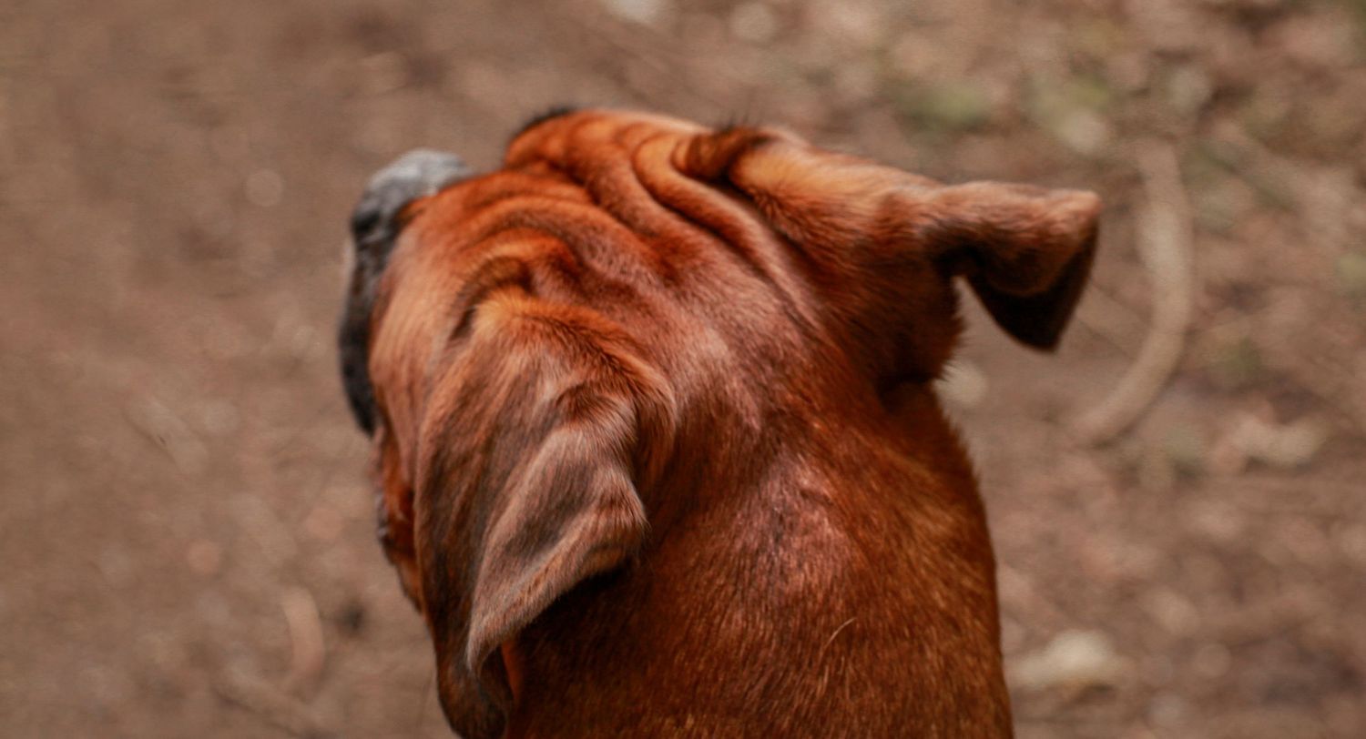 Barnsley, dog photography, dog photos, dog photographer