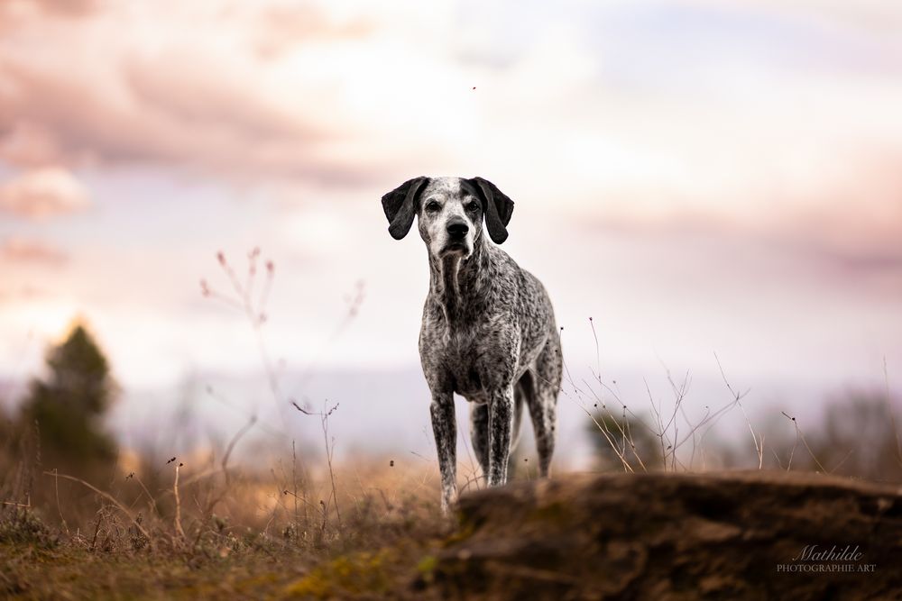 photographe chien
séance photo chien
photographie animaux de compagnie
portrait de chien
photo chien extérieur
photographe Drôme Valence