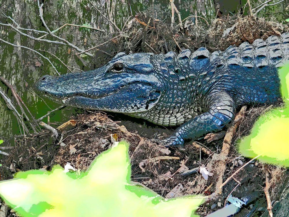 Neo-pictoralism photo of American Alligator.
