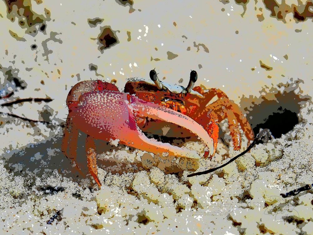 Neo-pictoralism photo of crab.