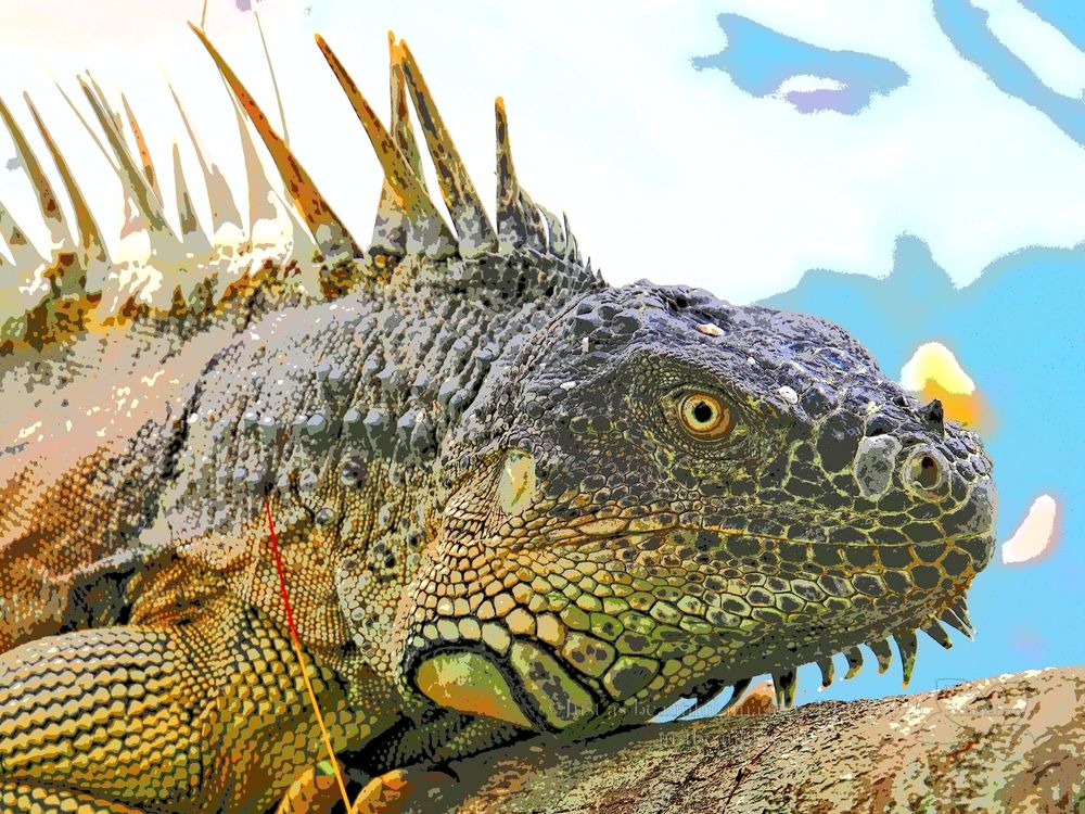 Neo-pictoralism photo of Green Iguana.