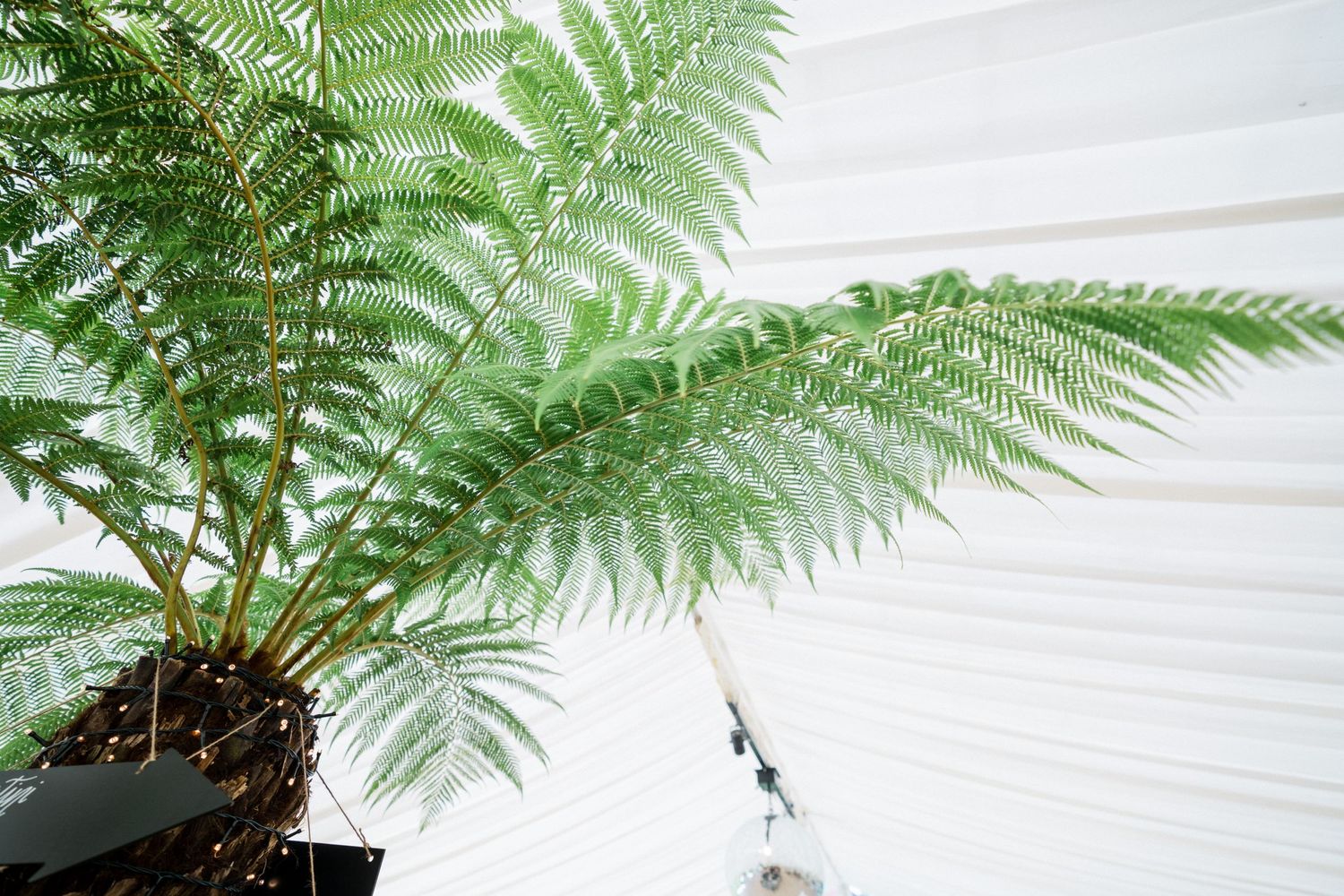 Lush green fern fronds with delicate leaves growing against a white background of Fox Harb'r Resort wedding venue.