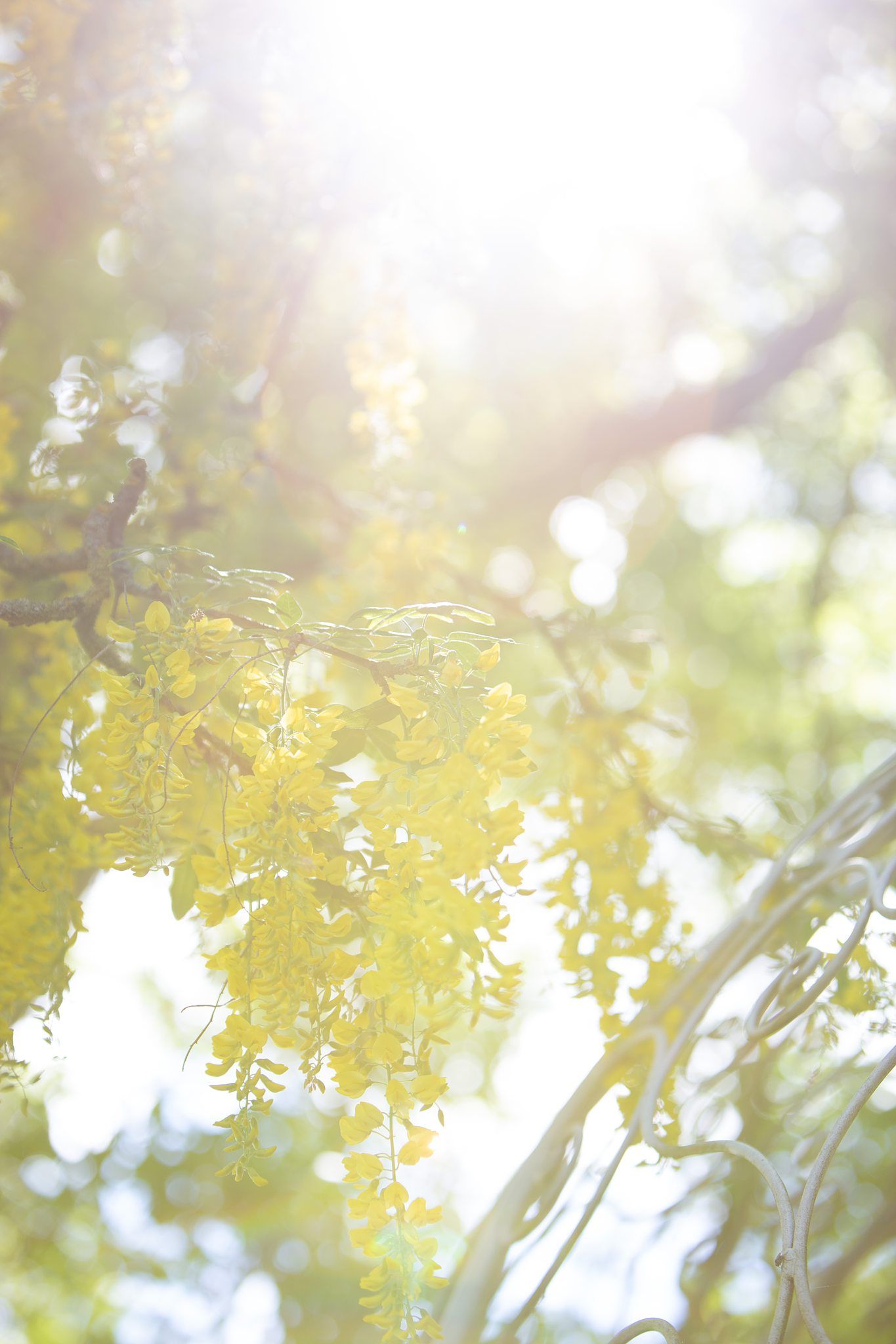 Soft focus nature photography showing yellow foliage and bokeh light effects in dreamy outdoor setting Fox Harb'r Resort, Nova Scotia